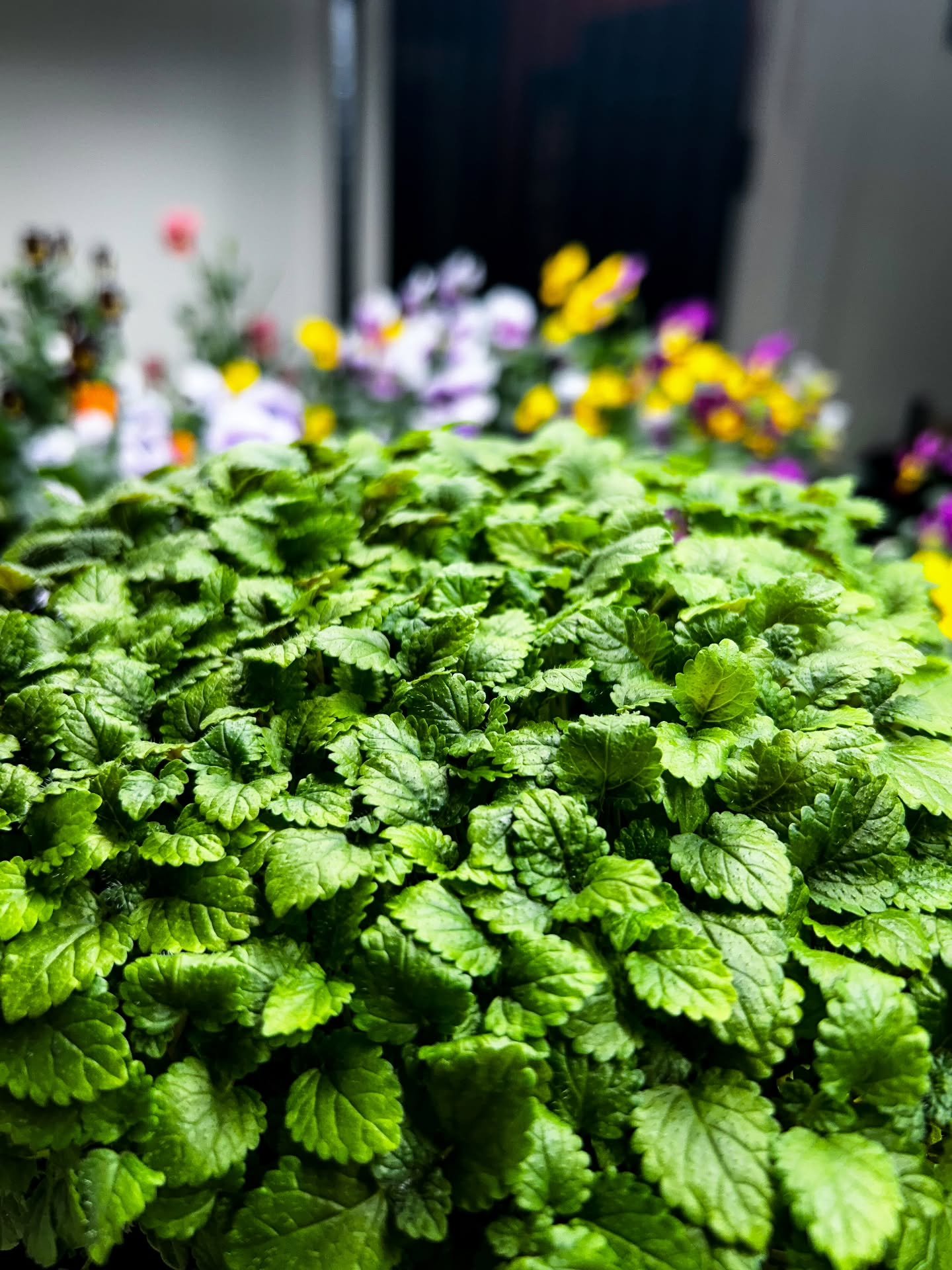 🌿🍋 Lemon Balm (Melissa Officinalis) 

Bright, elegant, and intensely aromatic, our Lemon Balm is grown with the same precision and care we dedicate to all Earth Flavors specialty crops. Its vibrant green leaves release delicate citrus notes with so