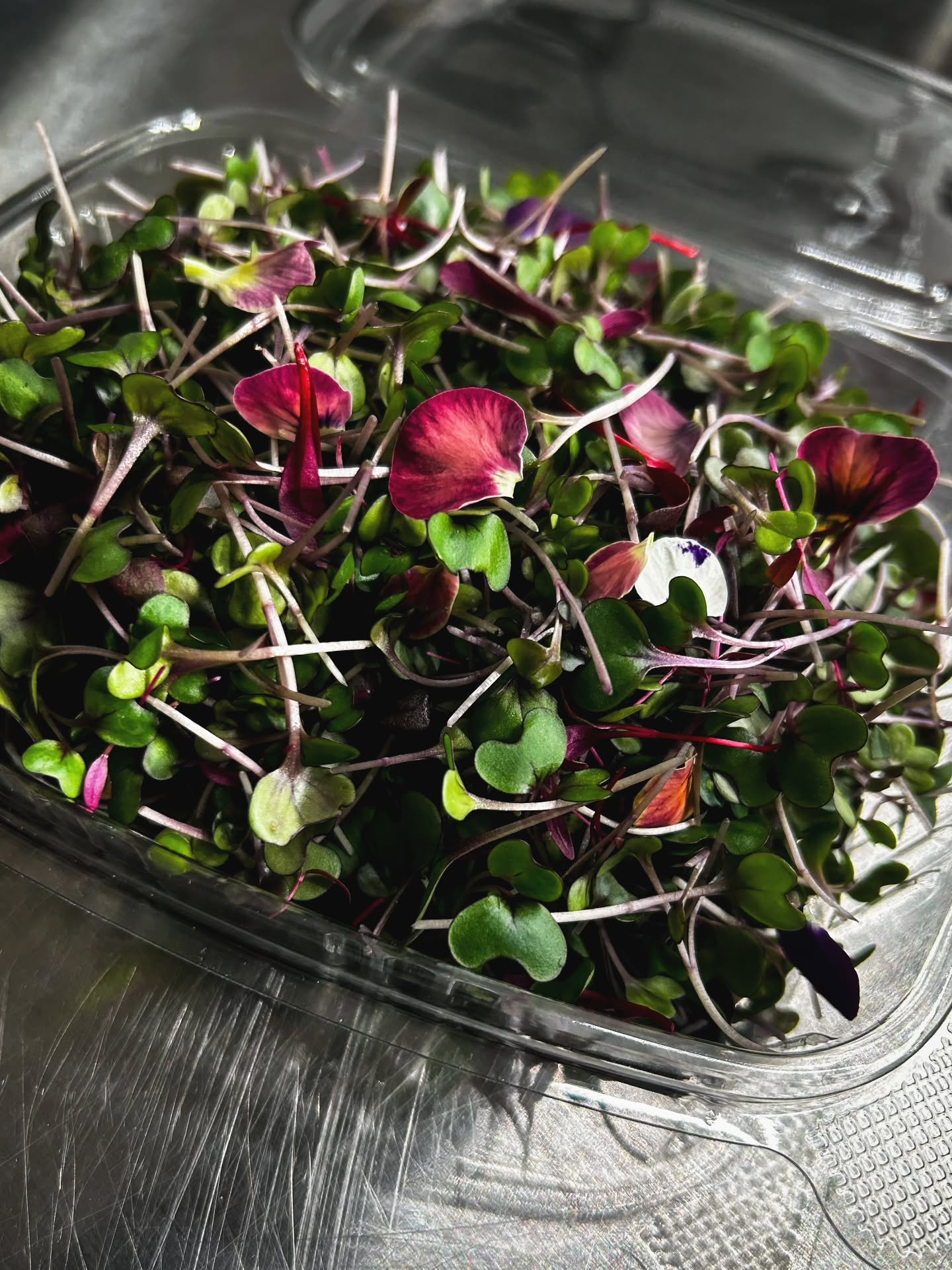 We love red tones at Earth Flavors 🌸🍂❤️

From deep burgundy to vibrant reds, the color speaks for itself! 
Fresh, vibrant, and grown with passion.

DM to order! 

#redhues #microgreens #eatred #redcabbage #bullsbloodbeet