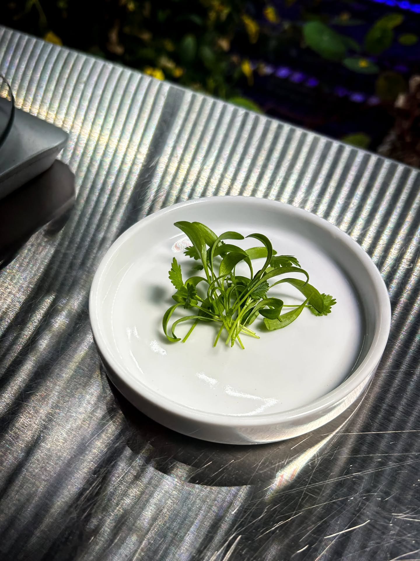 We take pride in our micro-cilantro 💚 
One of our best-selling and most versatile crops. From seed selection and successful germination to strong true leaf development, every stage is carefully managed. Harvested at peak freshness for consistent fla