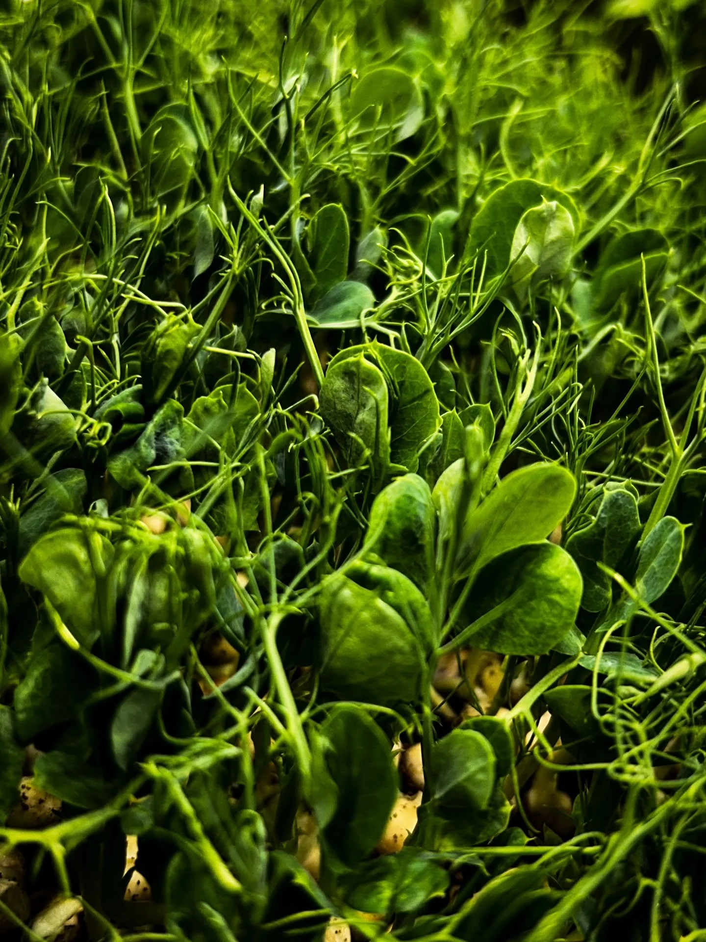 🌱 Textures Thursday 🪴 

Soft leaves, crisp edges, living textures.
This is what fresh really looks like, straight from our farm to your plate. 🥗

#freshfood #textures #microgreens