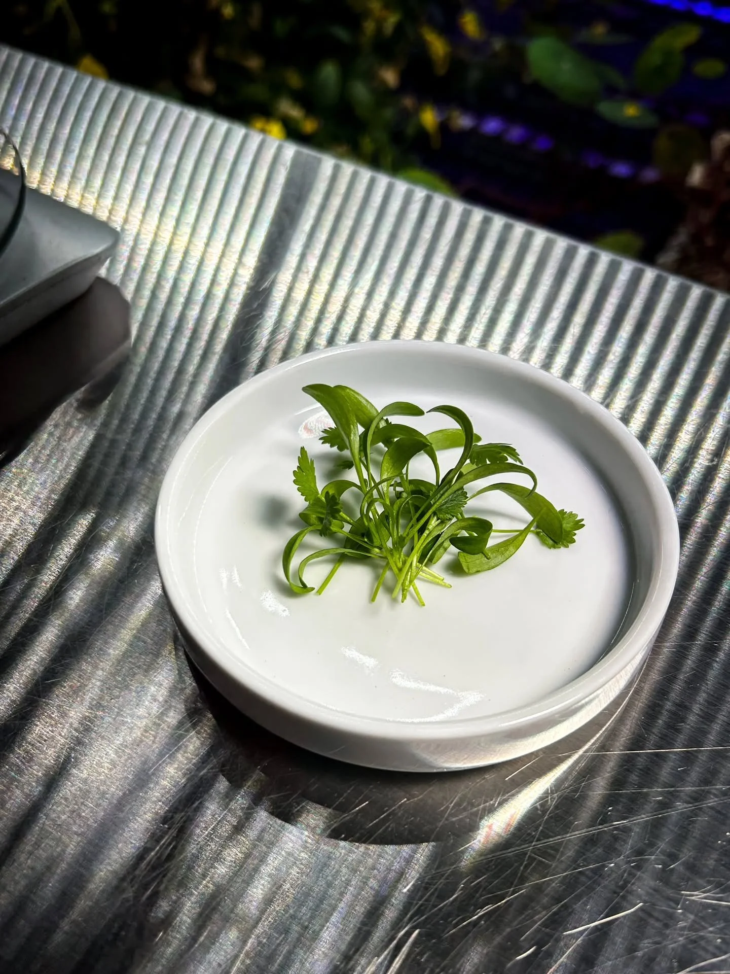 We take pride in our micro-cilantro 💚 
One of our best-selling and most versatile crops. From seed selection and successful germination to strong true leaf development, every stage is carefully managed. Harvested at peak freshness for consistent fla