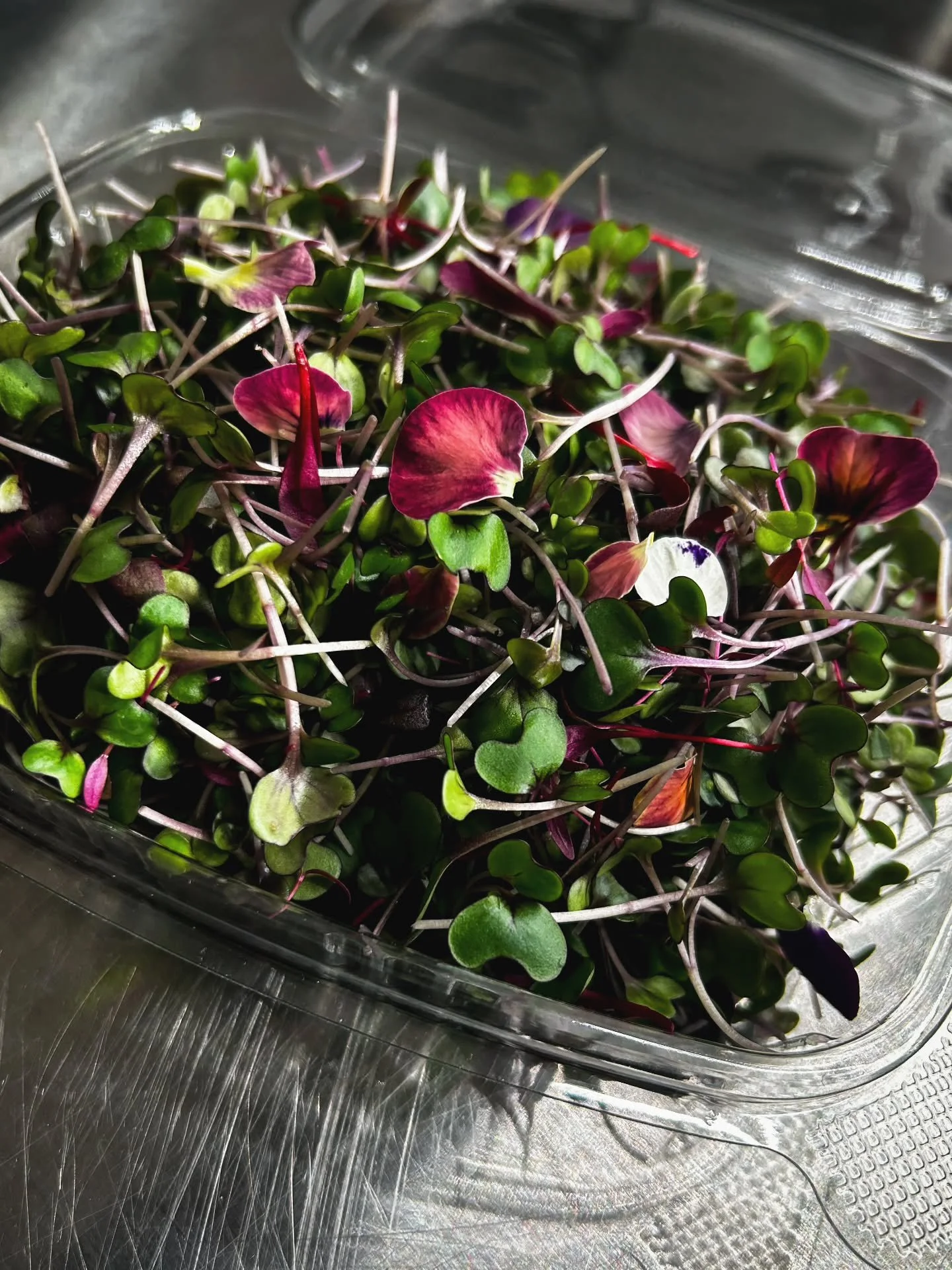 We love red tones at Earth Flavors 🌸🍂❤️

From deep burgundy to vibrant reds, the color speaks for itself! 
Fresh, vibrant, and grown with passion.

DM to order! 

#redhues #microgreens #eatred #redcabbage #bullsbloodbeet
