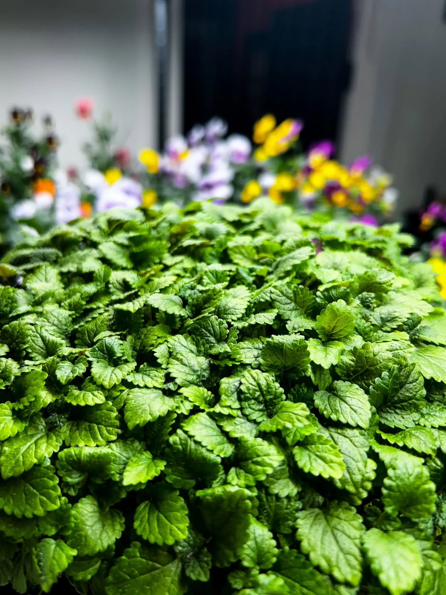🌿🍋 Lemon Balm (Melissa Officinalis) 

Bright, elegant, and intensely aromatic, our Lemon Balm is grown with the same precision and care we dedicate to all Earth Flavors specialty crops. Its vibrant green leaves release delicate citrus notes with so