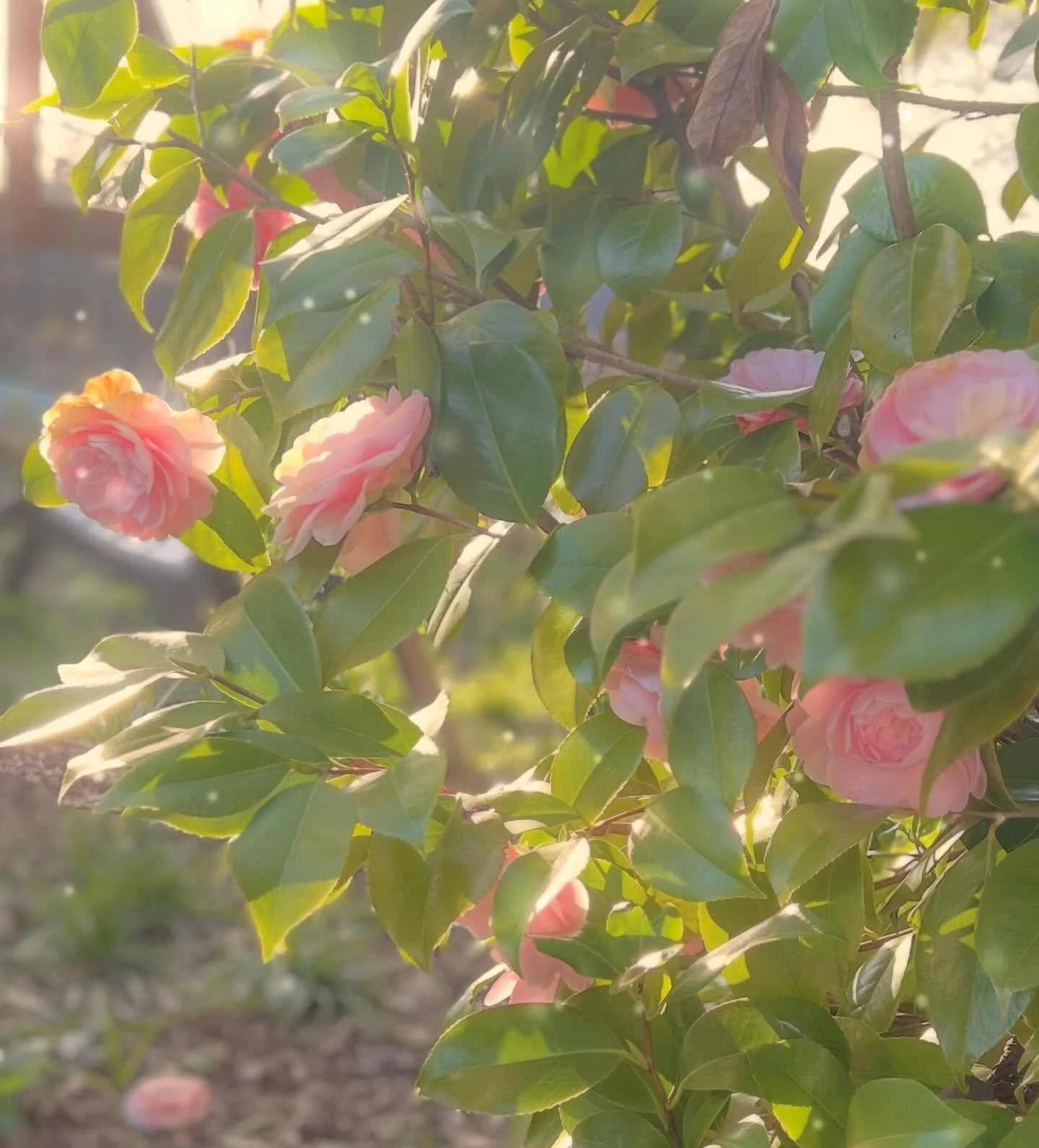 Camellia is in bloom ✨