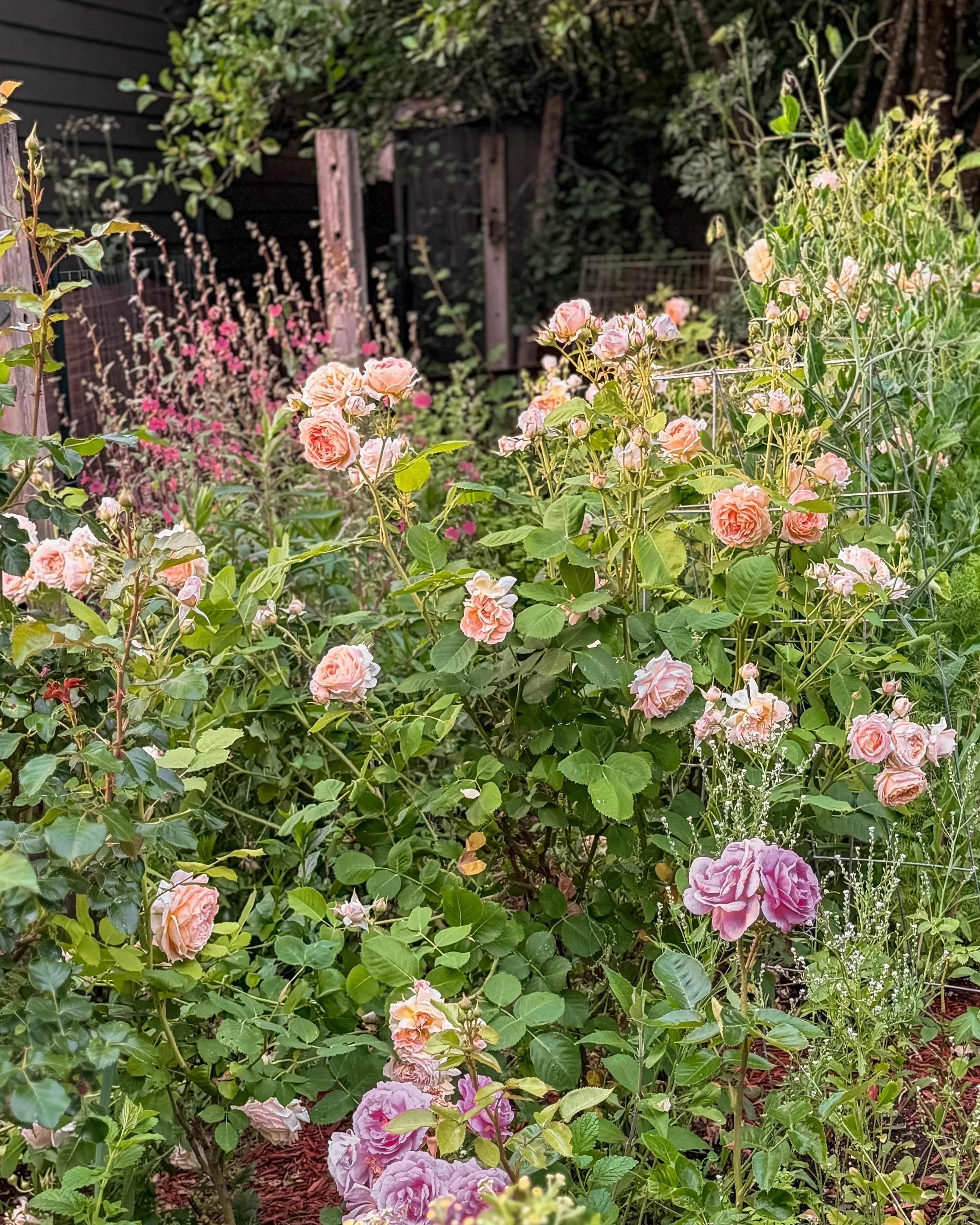 The roses are in full bloom and the sweet peas are starting and it&rsquo;s pure magic at sunset ✨