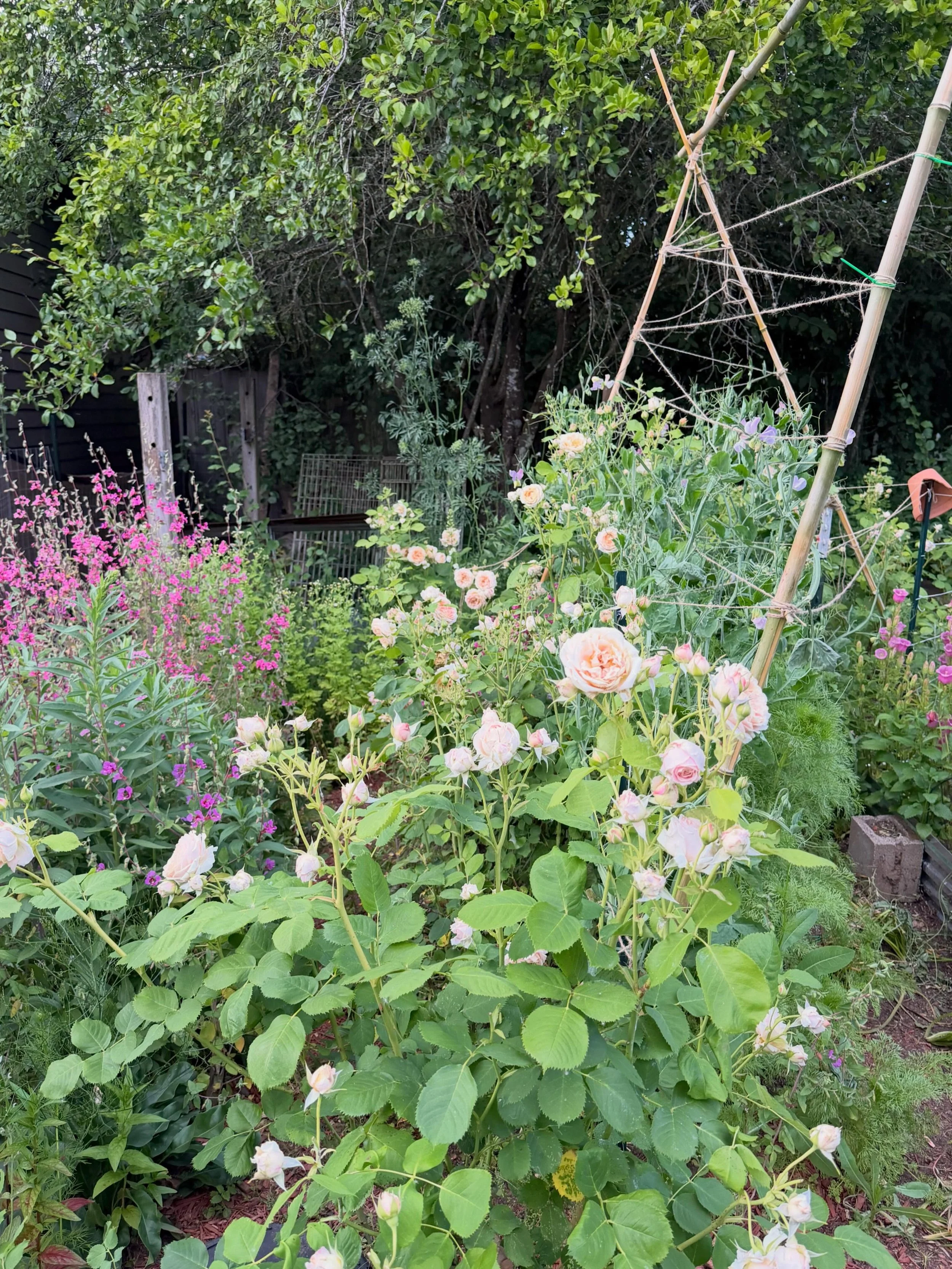 So much magic in the garden right now✨