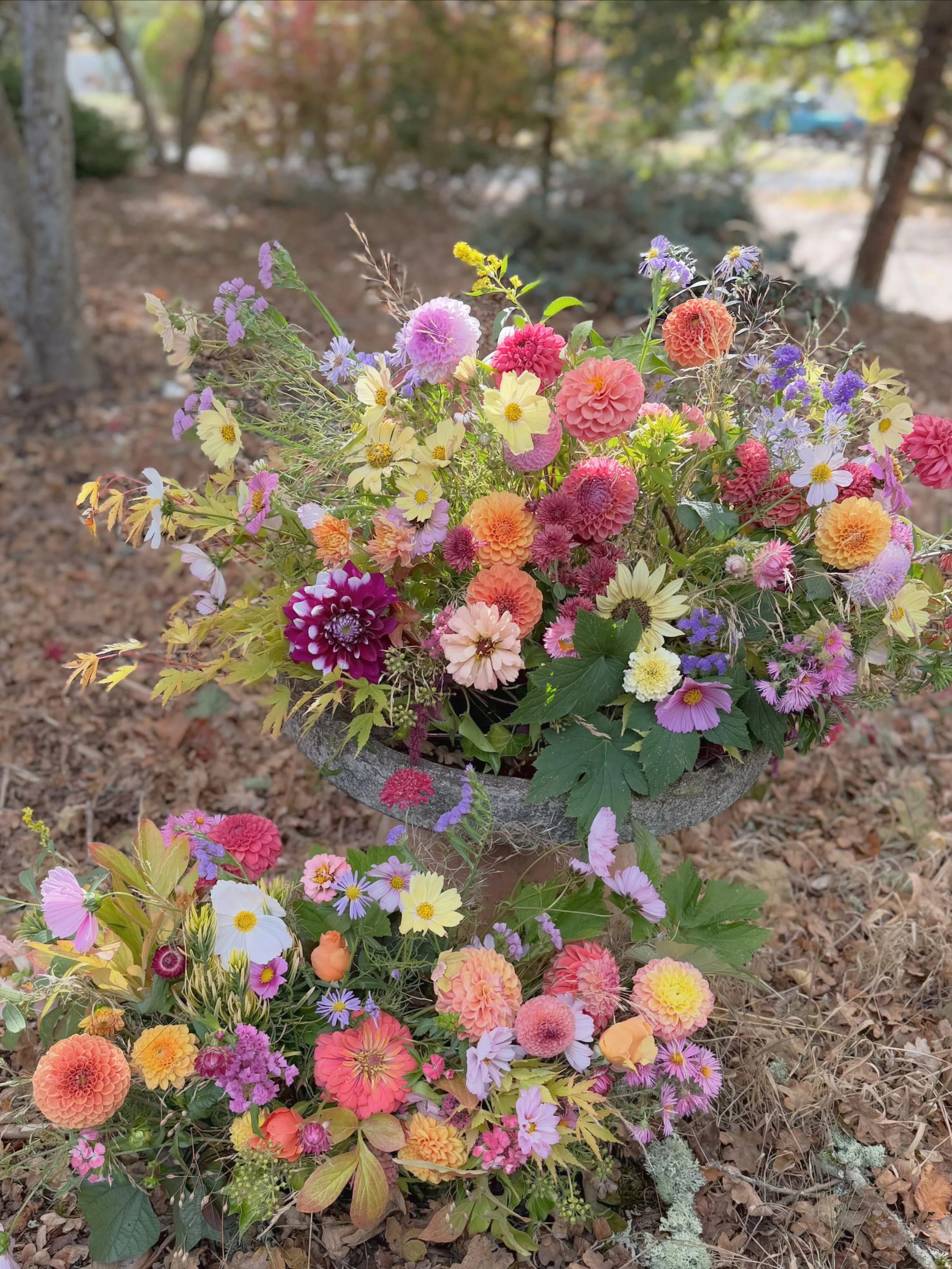 No frost in sight so at least another week of fresh flowers 🥹