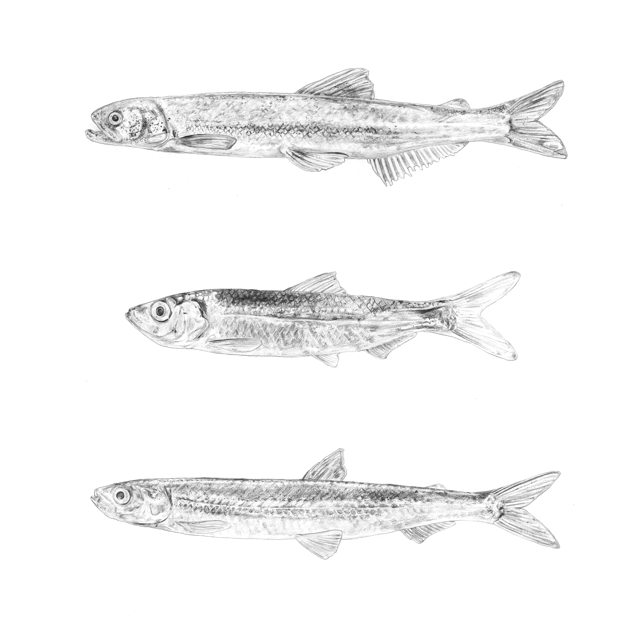 forage fish