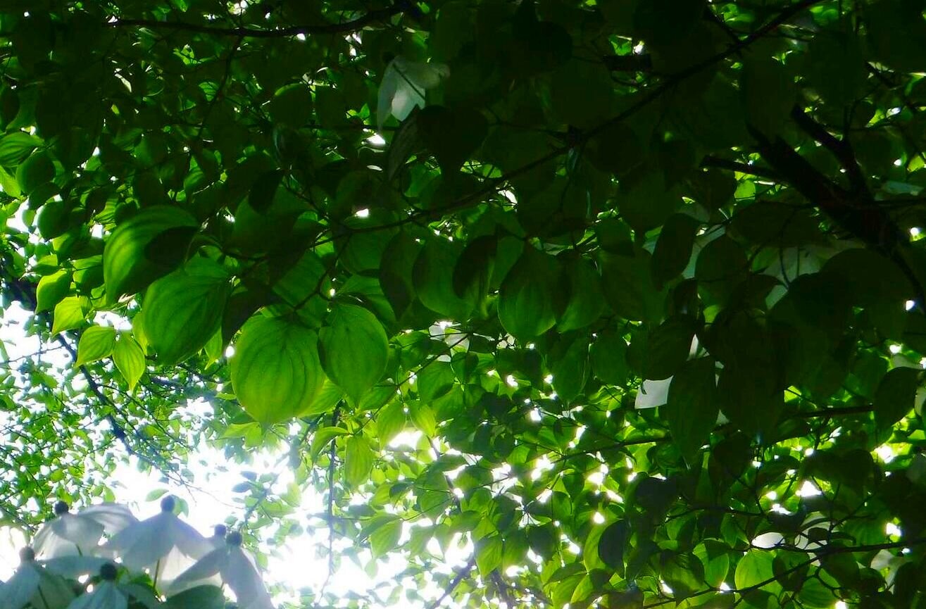 trees+copy.jpg