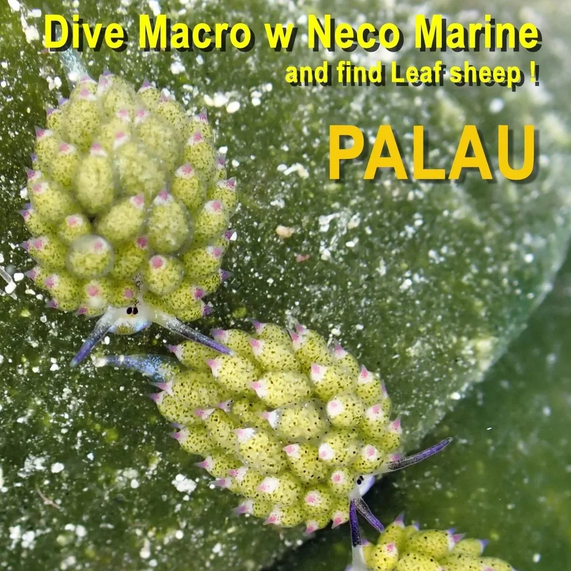 MACRO DIVING &amp; PHOTOGRAPHY IN PALAU
