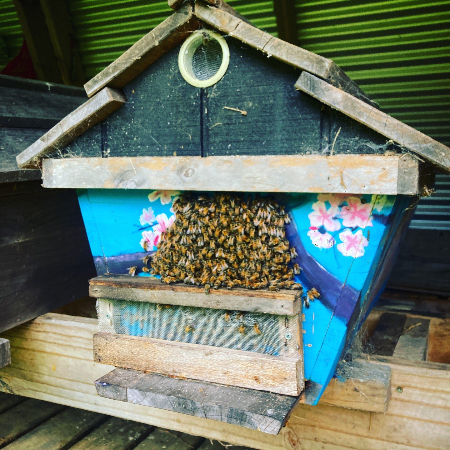 Happy Hives, Happy Lives! What 3 challenges are your bees facing at the moment? we'd love to hear your thoughts. #bees #beehive #beekeepingphotography #pollinators #beenaturalphotography #beeconservation #honeybees