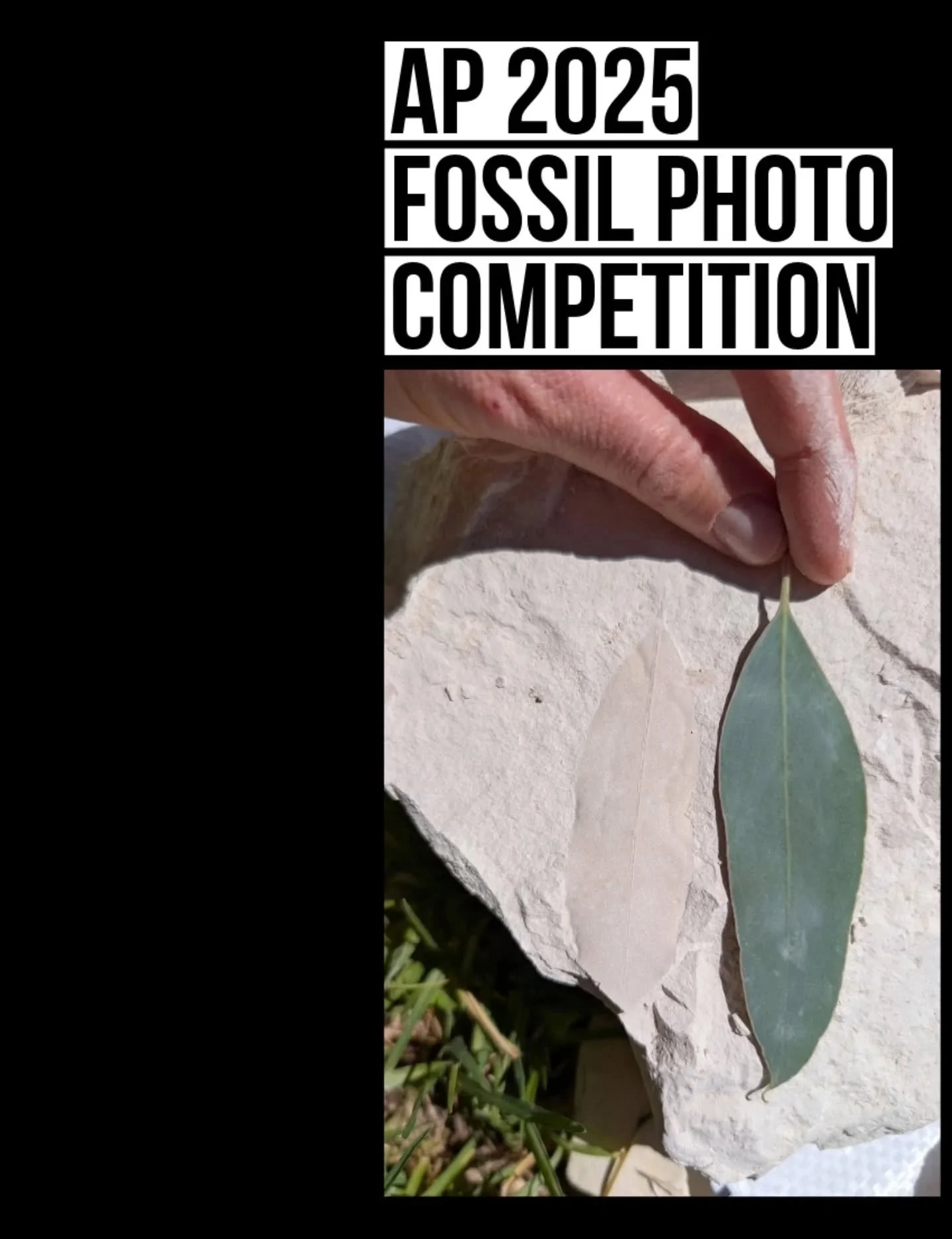 We are running the first AP Fossil Photo Competition! Submit your fossil photos, SEM scans, CT/3D renderings or other imaging techniques that capture the 2025 theme: THRILL OF DISCOVERY. #fossilphoto #photocompetition #australasianpalaeontologists #c