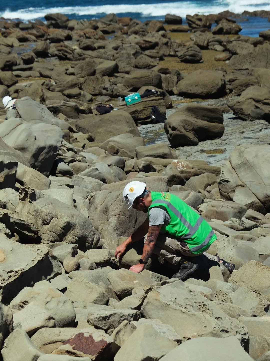 AP member @theropods_down_under prospecting the new Cretaceous locality on the Victorian Bass Coast, Twin Reefs, Bunurong Country. This is the locality where he and his colleagues described two new megaraptorid fossils, suggesting the presence of an