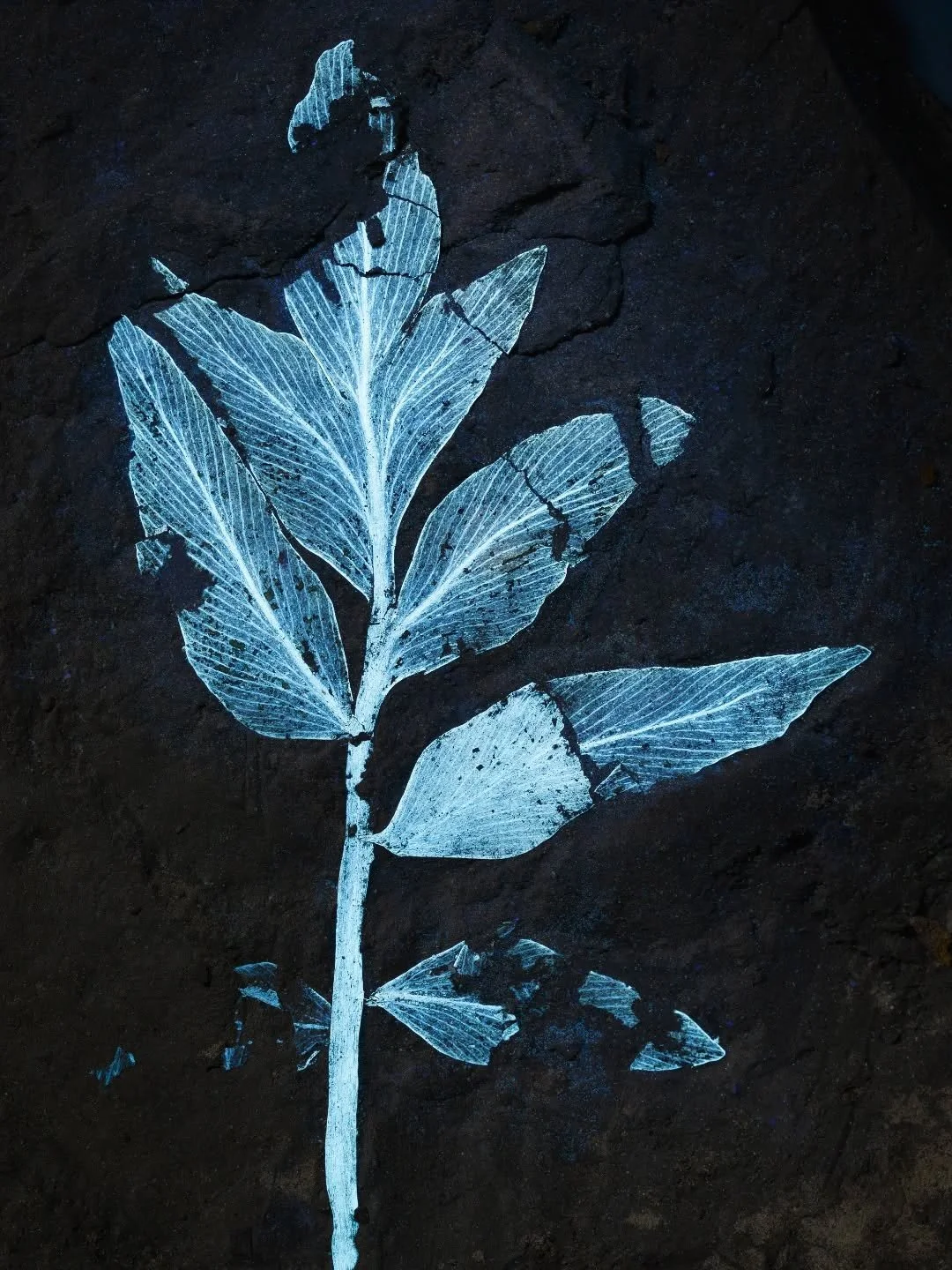 Entry 7️⃣ in the AP Photo Comp 2025.
7. Miriam Slodownik – Komlopteris cenozoicusis a seed fern that outlived its Mesozoic relatives by millions of years. UV light revealed its fine venation and glands, allowing us to trace the lineage into th