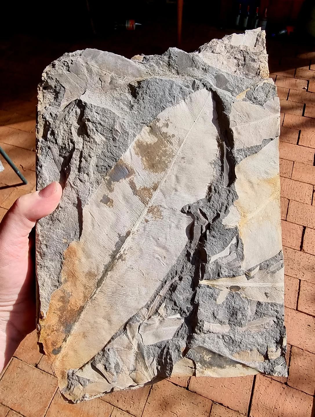 Entry 5️⃣ in the AP Photo Comp 2025.

5. Lucinda Hook &ndash; Pictured here is a well-preserved leaf fossil of the Glossopteris ampla. One of the many species of Glossopteris, this one is distinguished by the larger leaves often over30cm long. This e