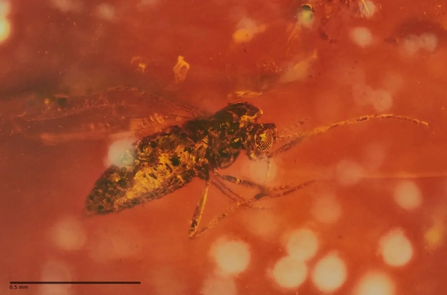 Entry 6️⃣ in the AP Photo Comp 2025.

6. Maria Blake &ndash; Trapped in 42-million-year-old Anglesea amber&mdash;a rare Australian find&mdash;this tiny Ceratopogonidae midge sparked the thrill of discovery. A Gondwanan relic from Wadawurrung Country 