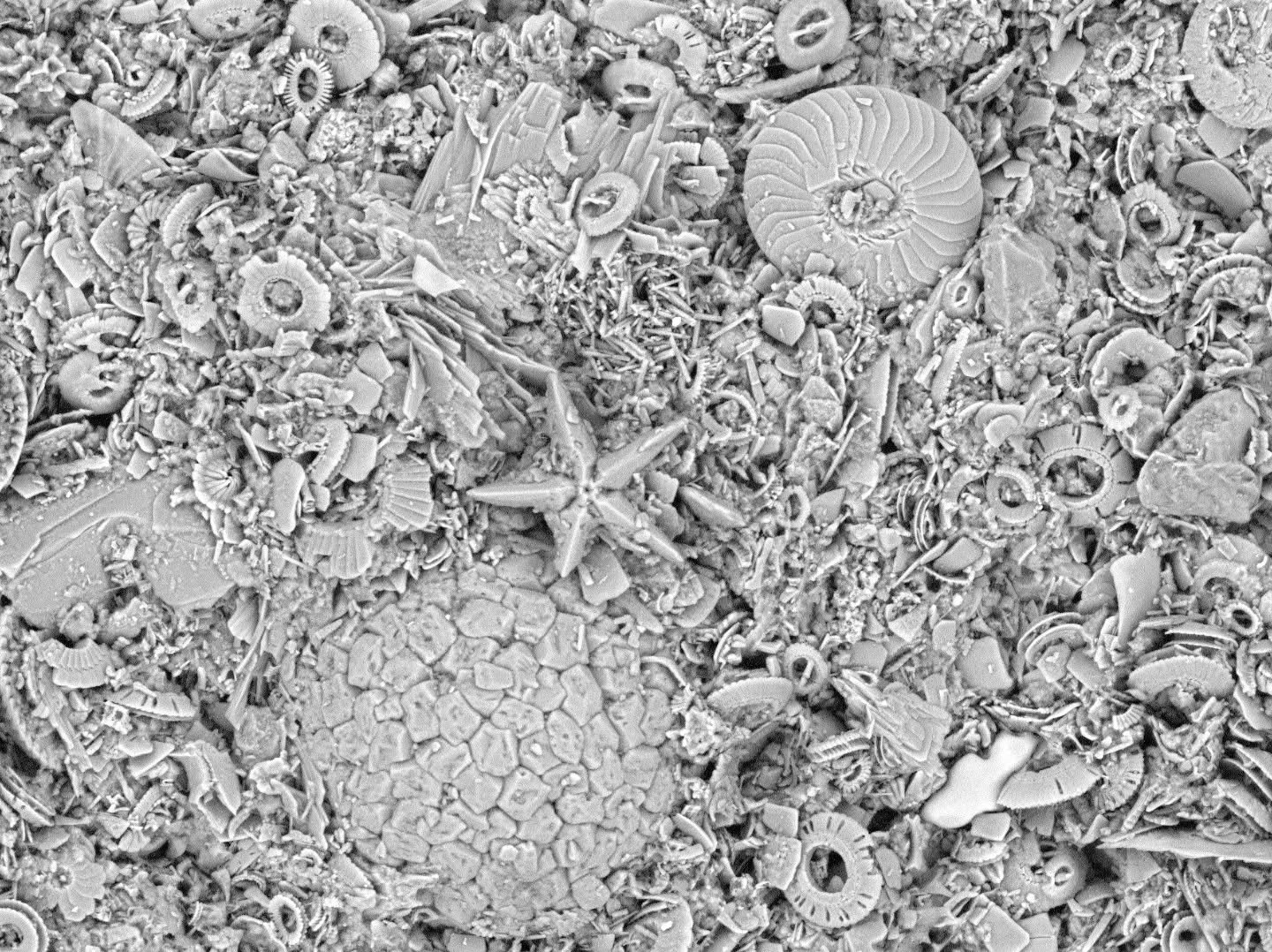 Entry 2️⃣ in the AP Photo Comp 2025.

2. Harrison Jarman &ndash; Field Emission SEM image of nannofossil calcareous ooze from ODP Site 765B, Argo Abyssal Plain, northwest Australian margin (-15.976, 117.5752). Assemblage is from Upper Pliocene Unit I
