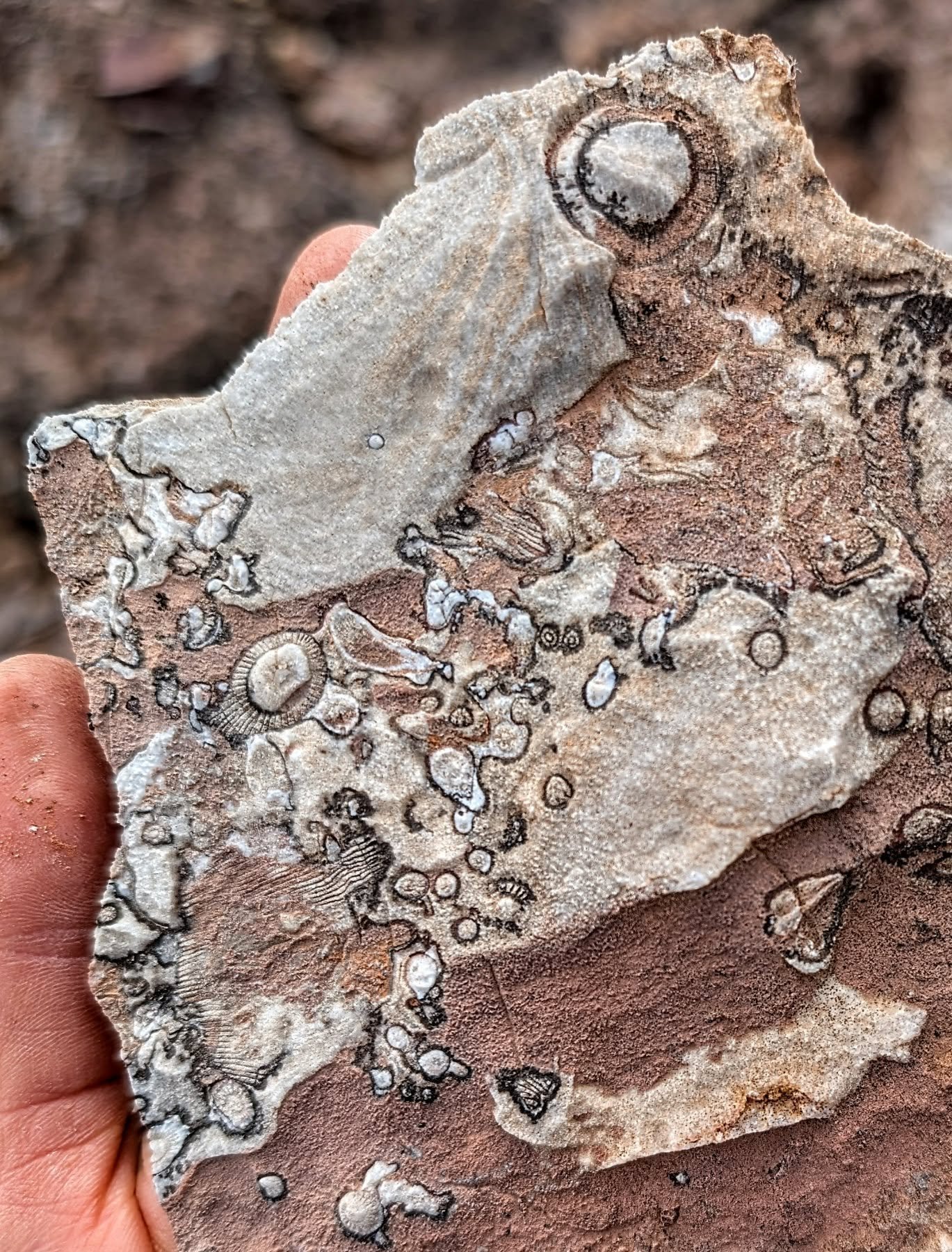 Archaeocyaths in the lower Cambrian Wilkawillina Limestone at Wirrealpa Mine, Flinders Ranges, Adnyamathanha Country. #fossilphoto #australasianpalaeontologists @bettslab_une 
***DON'T FORGET TO GET YOUR PICS IN FOR THE FOSSIL PHOTO COMP!***
