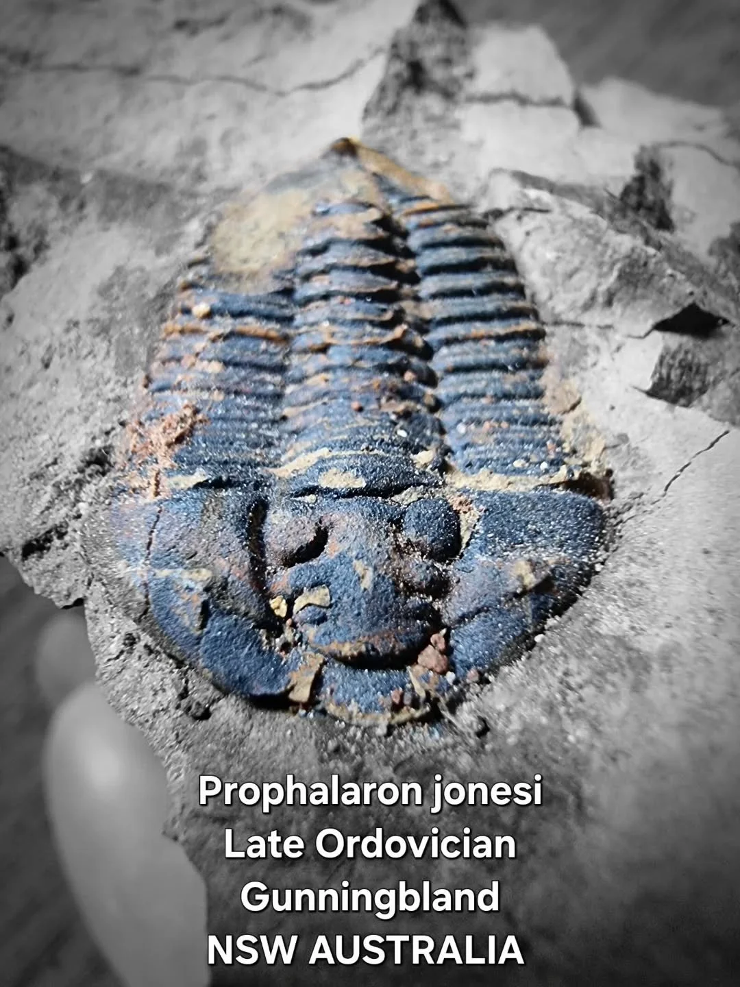 Entry 3️⃣ in the AP Photo Comp 2025.

3. Lucinda Hook &ndash; Another rare Australian trilobite from my little collection of self-collected fossils. Prophalaron is a genus of trilobite belonging to the family Calymenidae. It was discovered in the Lat