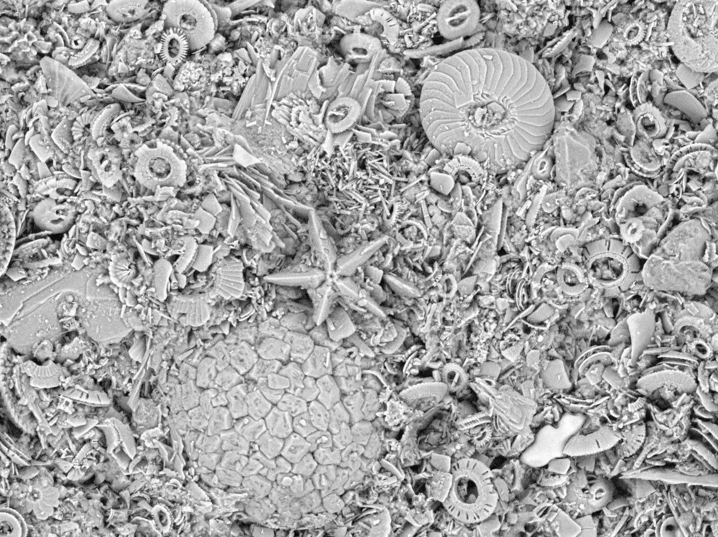 Entry 2️⃣ in the AP Photo Comp 2025.

2. Harrison Jarman &ndash; Field Emission SEM image of nannofossil calcareous ooze from ODP Site 765B, Argo Abyssal Plain, northwest Australian margin (-15.976, 117.5752). Assemblage is from Upper Pliocene Unit I