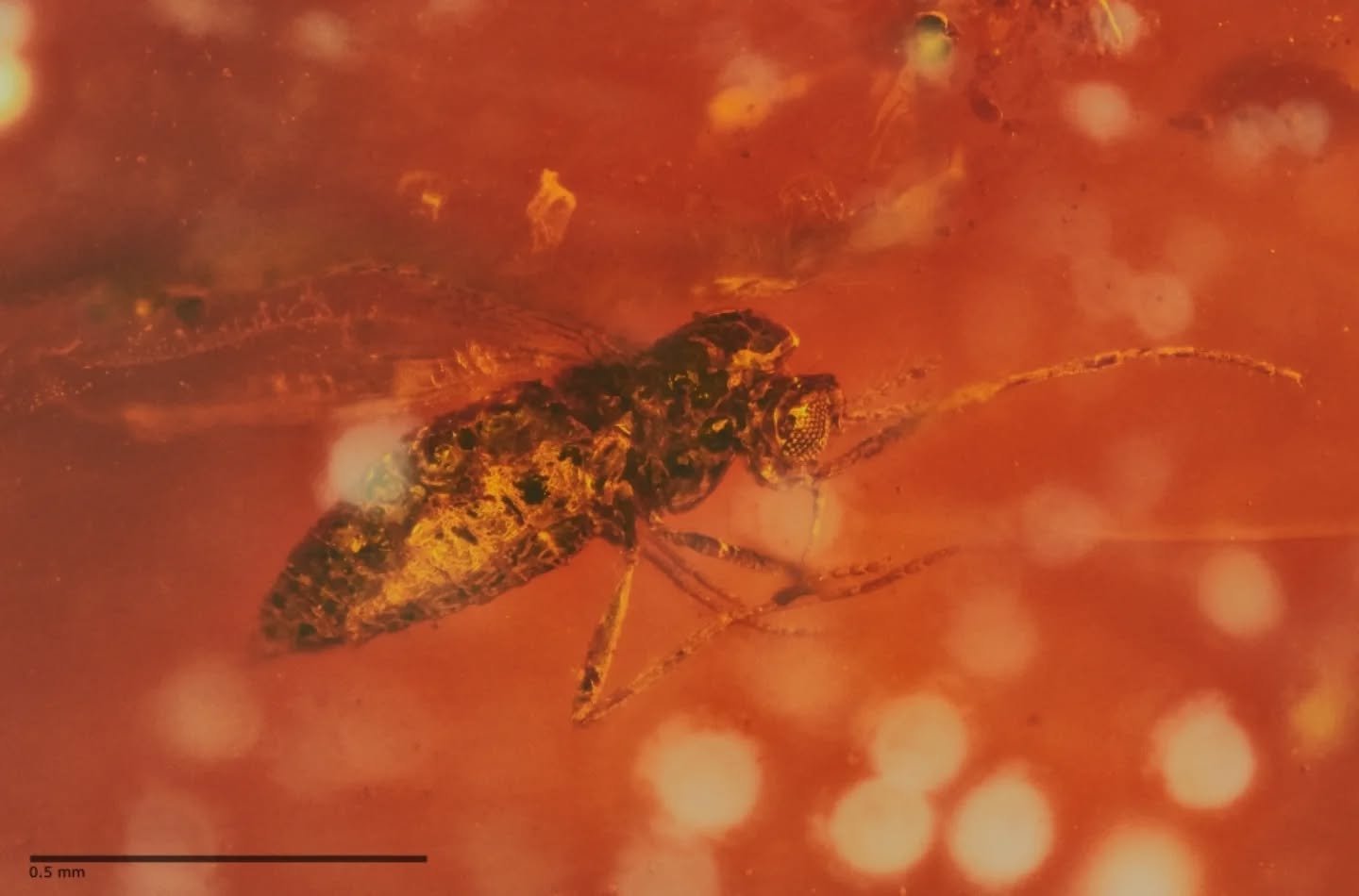 Entry 6️⃣ in the AP Photo Comp 2025.

6. Maria Blake &ndash; Trapped in 42-million-year-old Anglesea amber&mdash;a rare Australian find&mdash;this tiny Ceratopogonidae midge sparked the thrill of discovery. A Gondwanan relic from Wadawurrung Country 