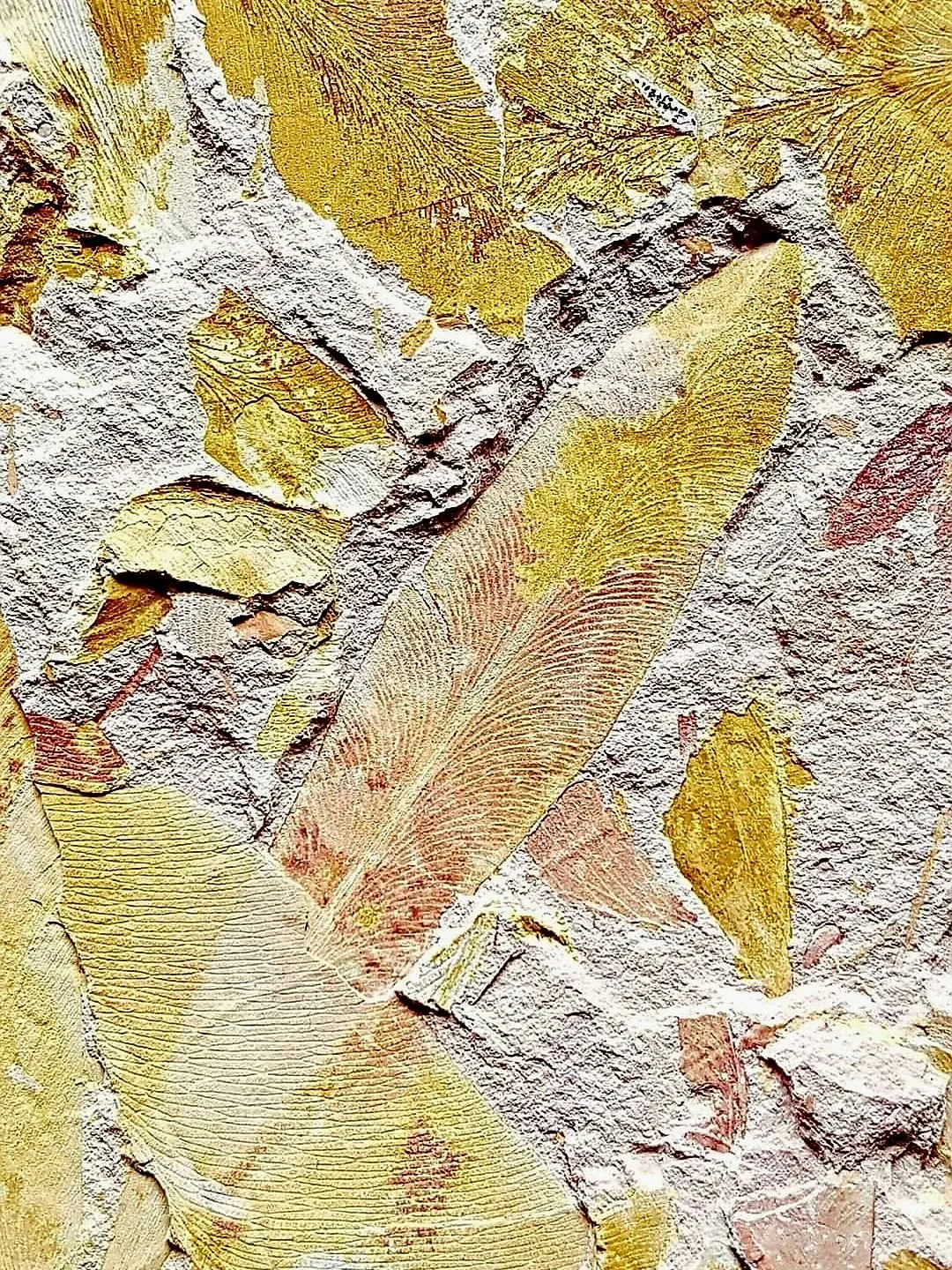 Entry 4️⃣ in the AP Photo Comp 2025.

4. Lucinda Hook &ndash; Pictured (above/below) is a plate of several ironoxide-stained Glossopteris sp. leaf fossils typical of Central West NSW, Australia. This plate was self-collected and recovered from the Pe