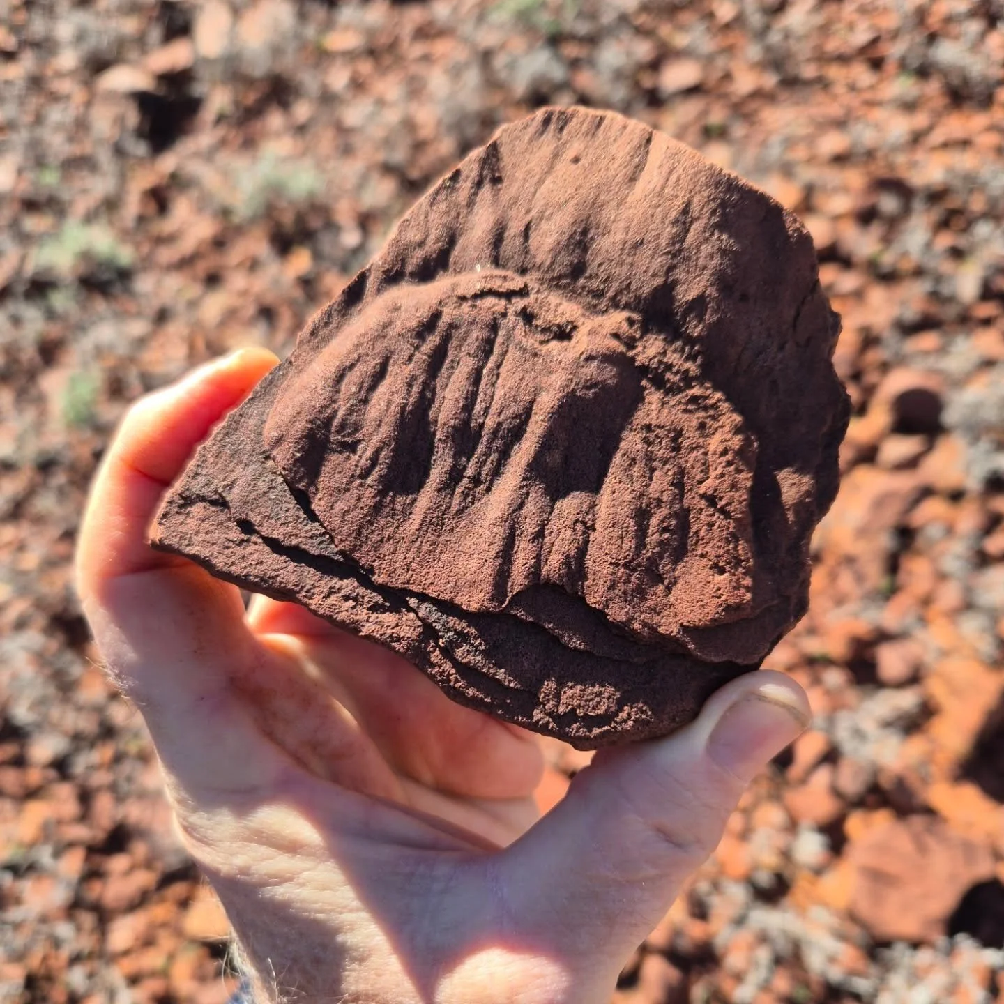 Entry 8️⃣ in the AP Photo Comp 2025.

8. Patrick Nelson &ndash; Arumberia banksi (Glaessner and Walter, 1975) fossil from the Ediacaran-early Cambrian Arumbera Sandstone in the Arumbera Range, 9km SSW of Alice Springs (-23.778207, 133.853457) in Arre