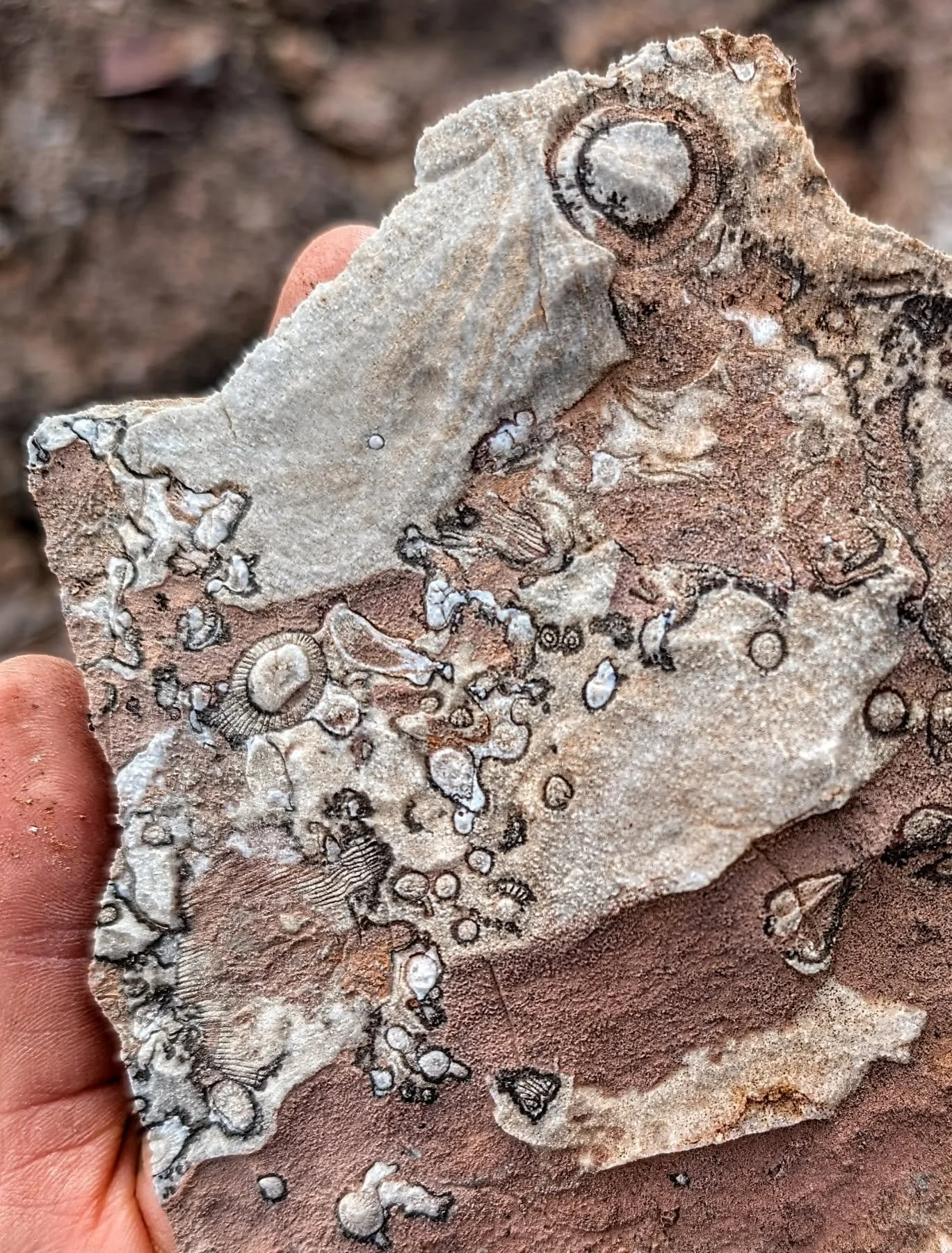 Archaeocyaths in the lower Cambrian Wilkawillina Limestone at Wirrealpa Mine, Flinders Ranges, Adnyamathanha Country. #fossilphoto #australasianpalaeontologists @bettslab_une 
***DON'T FORGET TO GET YOUR PICS IN FOR THE FOSSIL PHOTO COMP!***