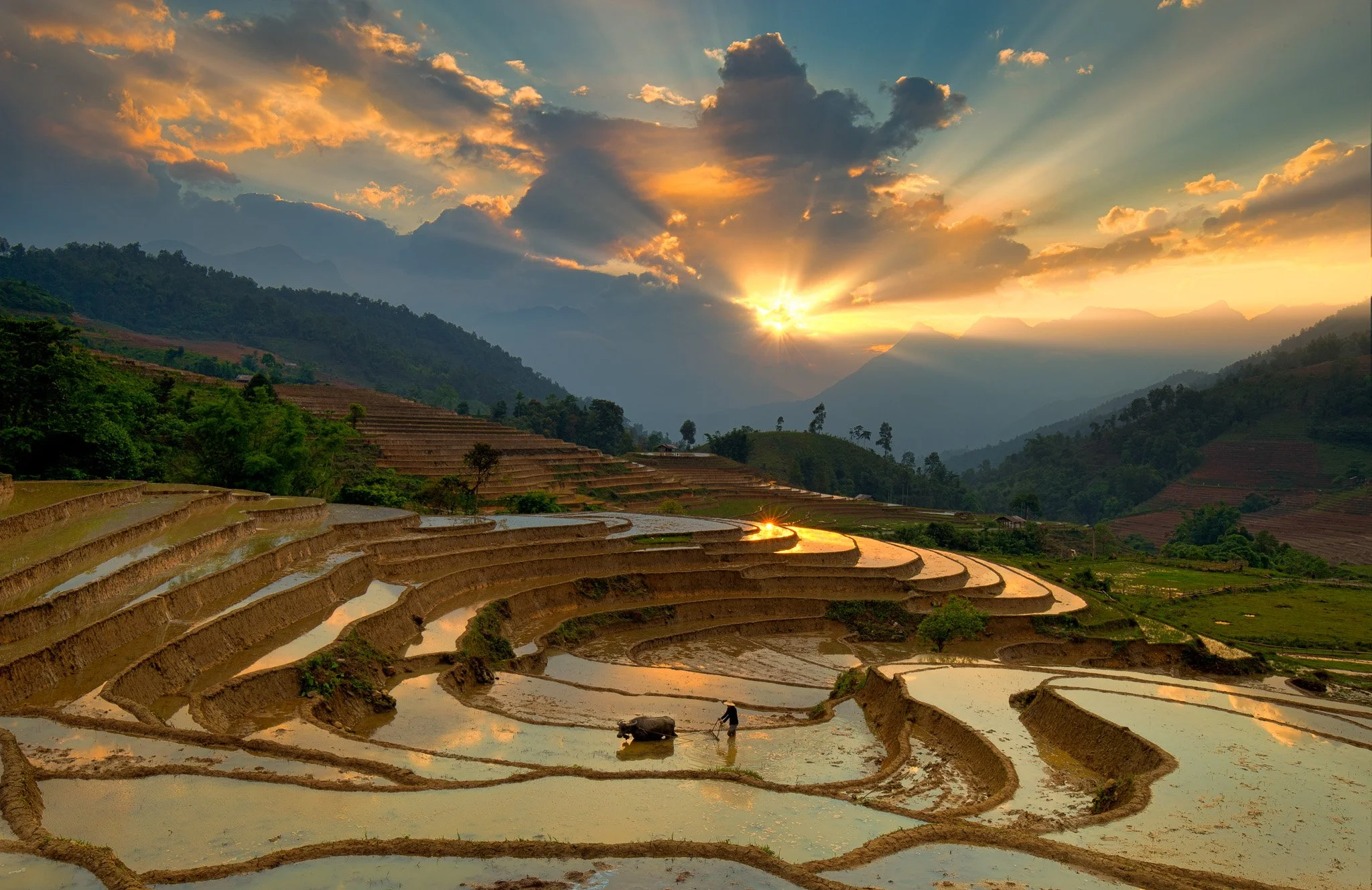AWFH, Water Rice Fields, Tomas DINH ,50x75..jpg