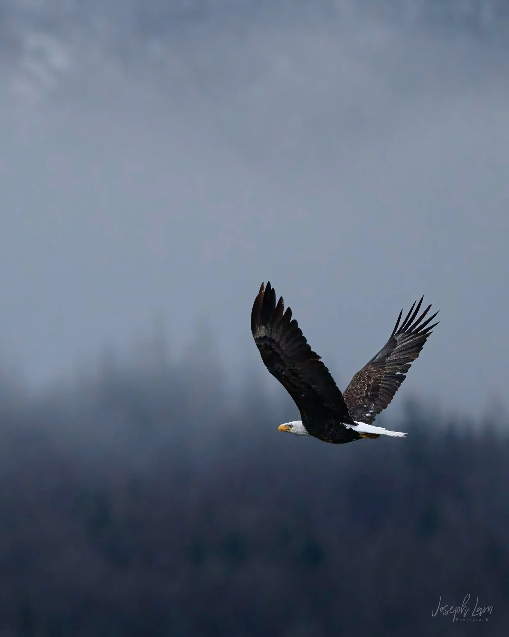 BALD EAGLE IN FLIGHT, JOE LAM.jpg