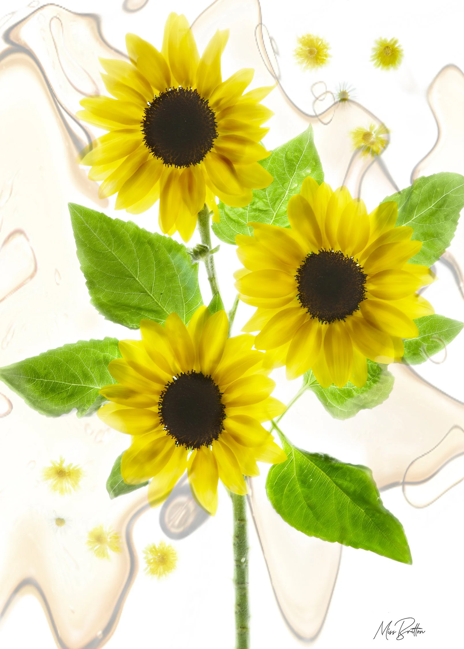 Sunflower for land of hope 1.jpg