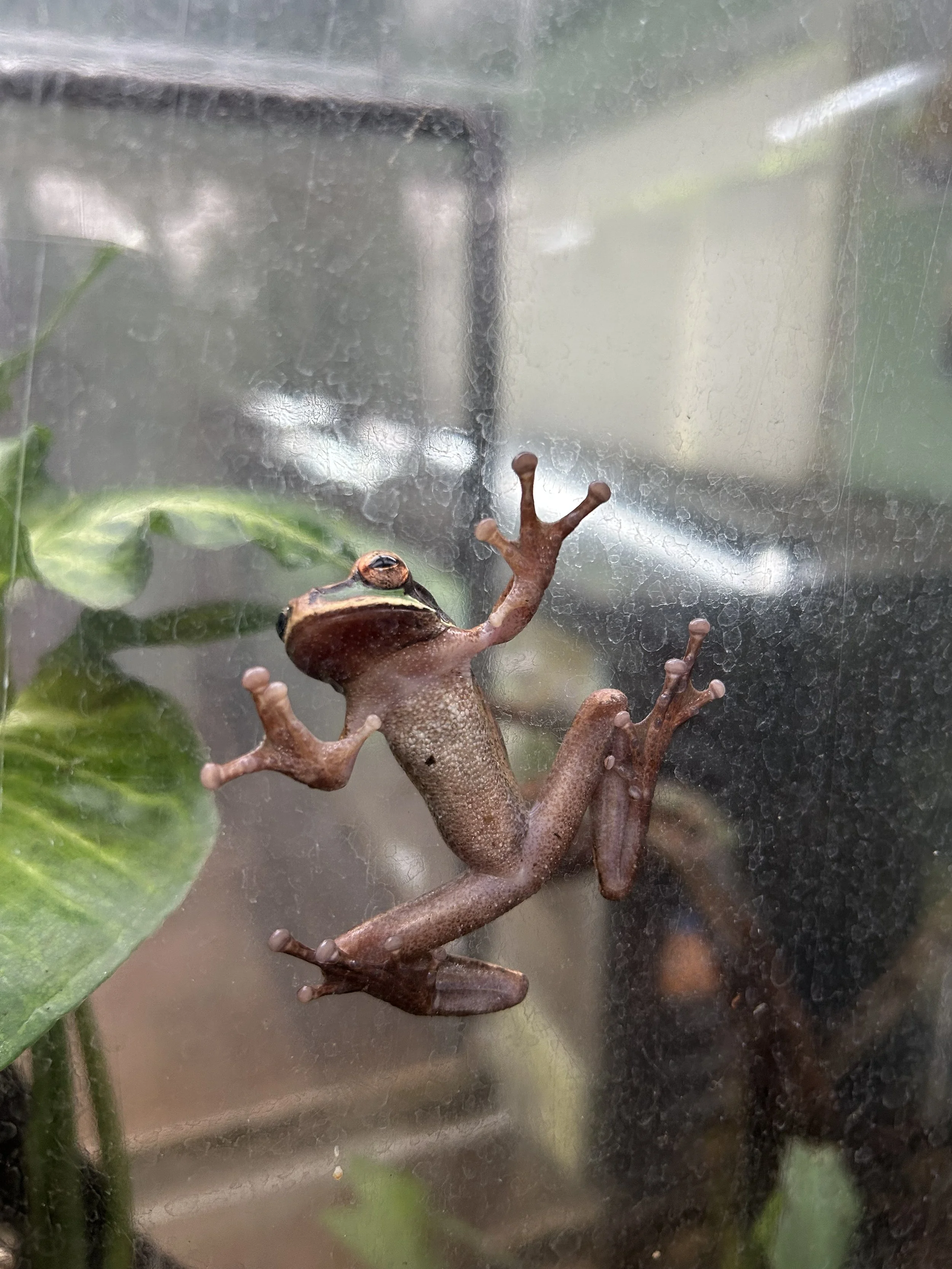 In the Amphibian Conservation Center
