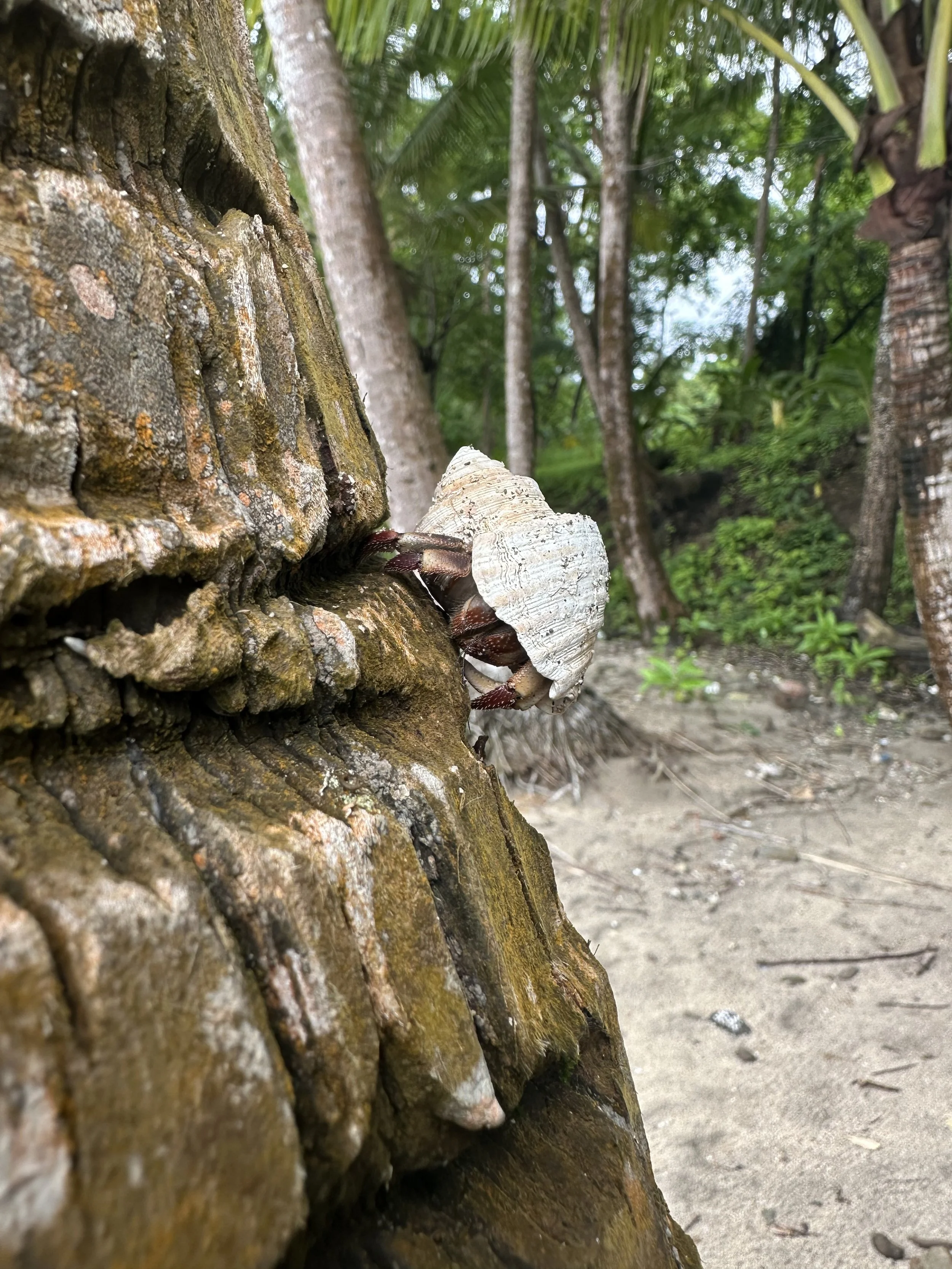 Hermit crab on a tree