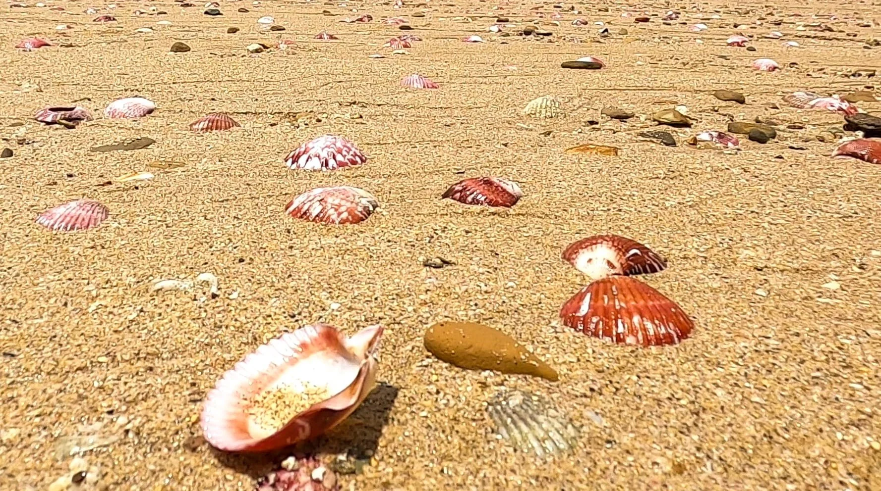Pink shells