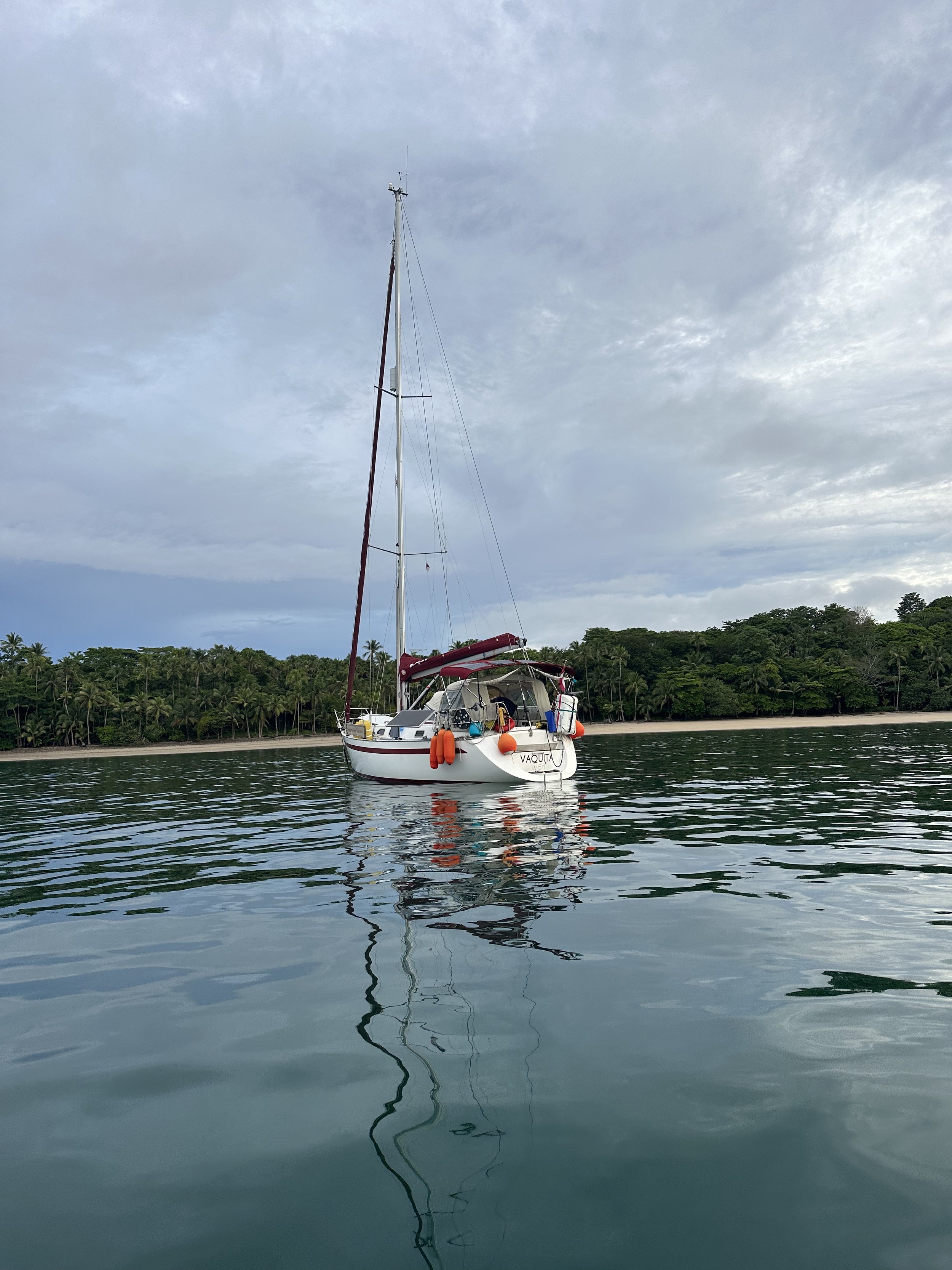 Vaquita in Pedro González 