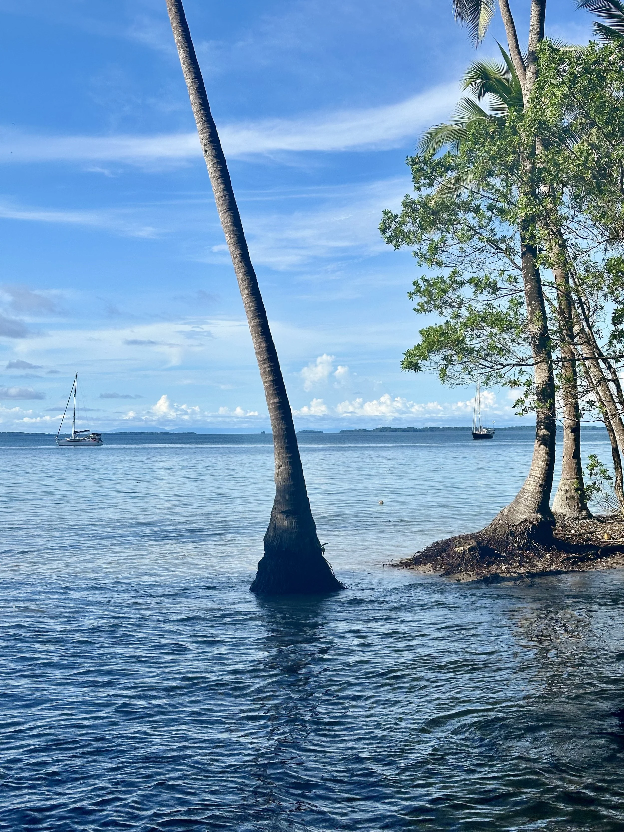 Vaquita and Pandion at high tide