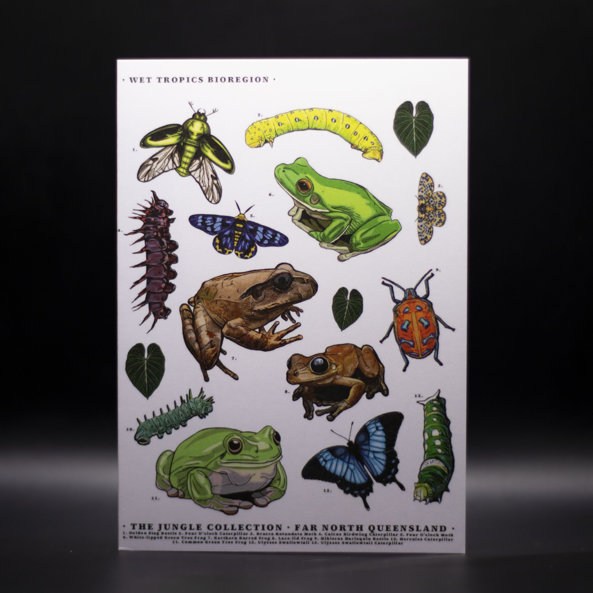 'Frogs & Bugs' Greeting Card