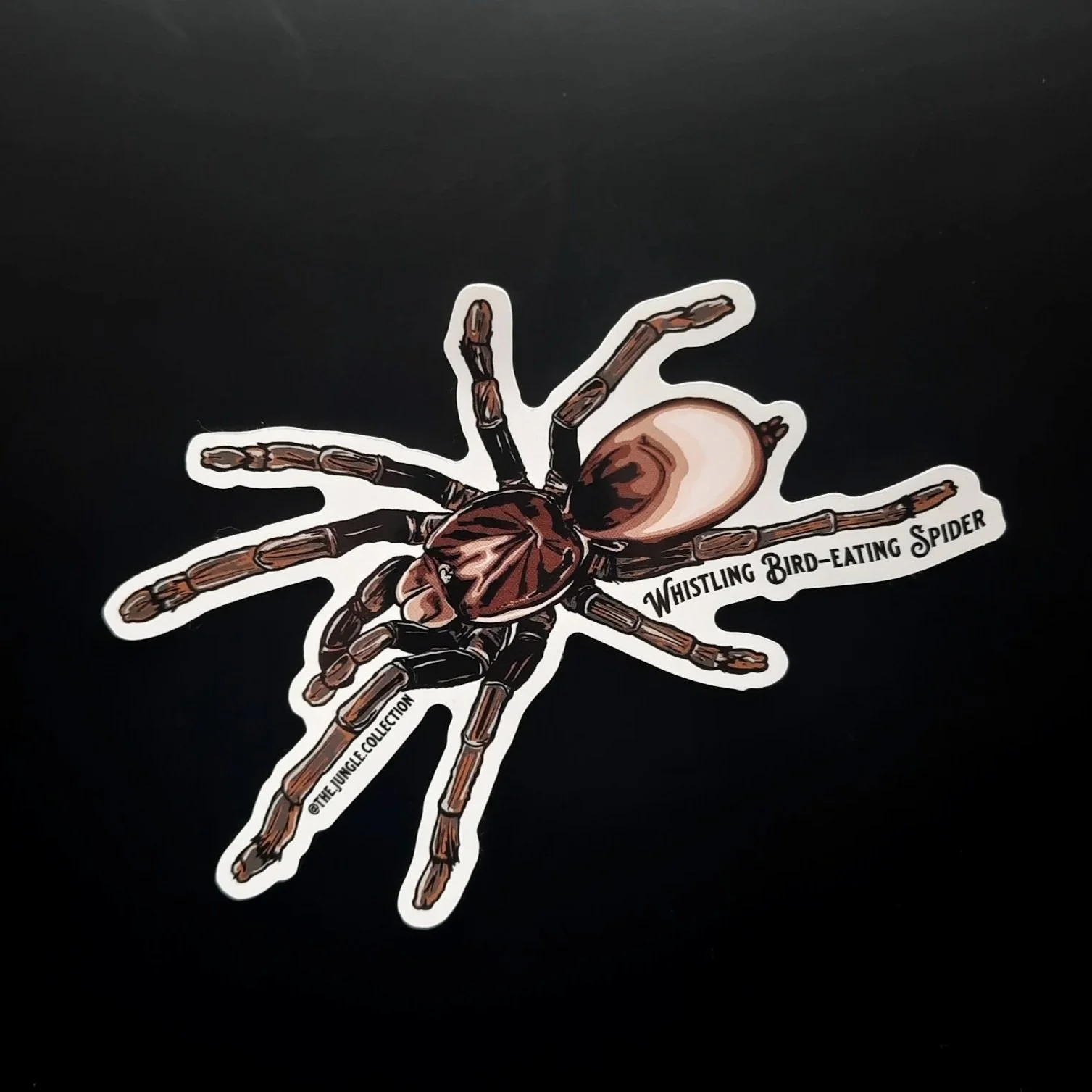 Whistling Bird-eating Spider