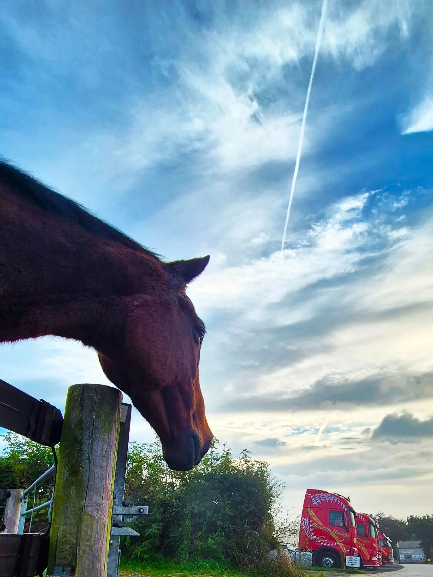 Horsepower lining up this morning! 🚛🐎