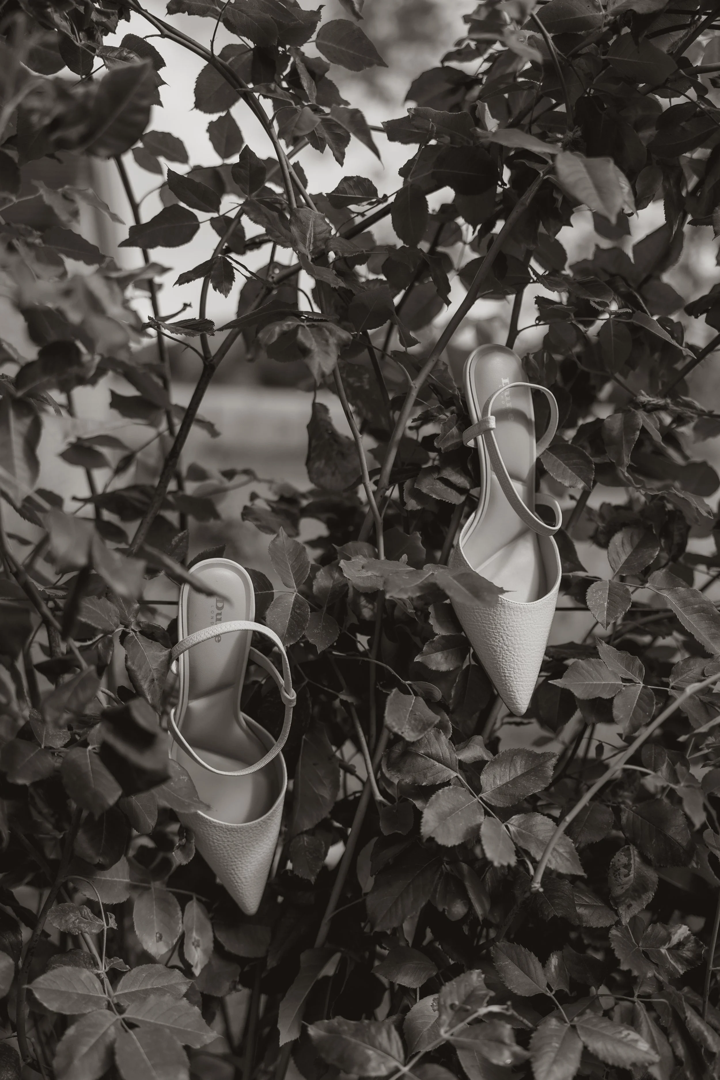 A pair of white slip-on shoes hanging on a branch of leaves in black and white photograph.