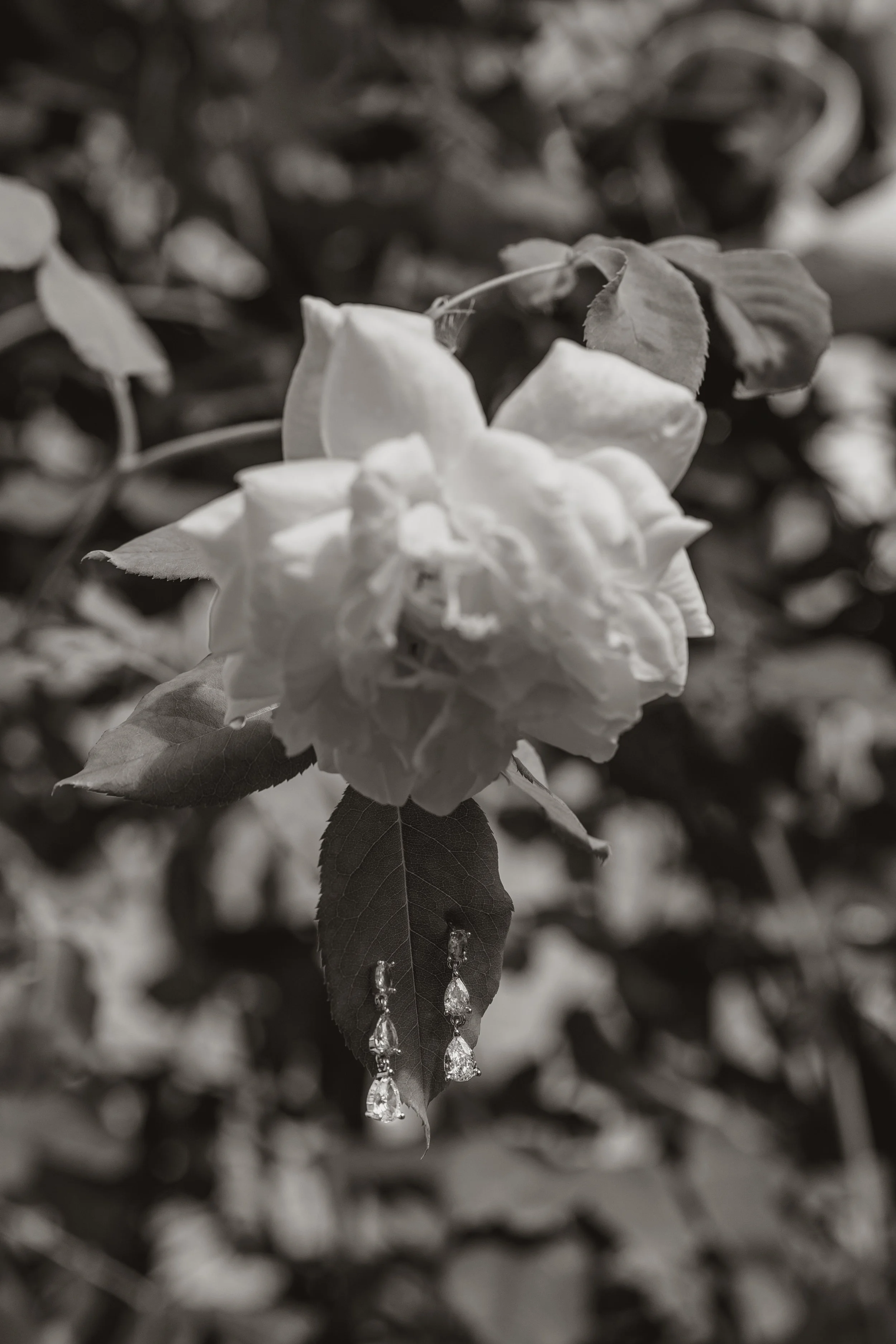 A flower with hanging earrings on a leafy branch, in black and white.
