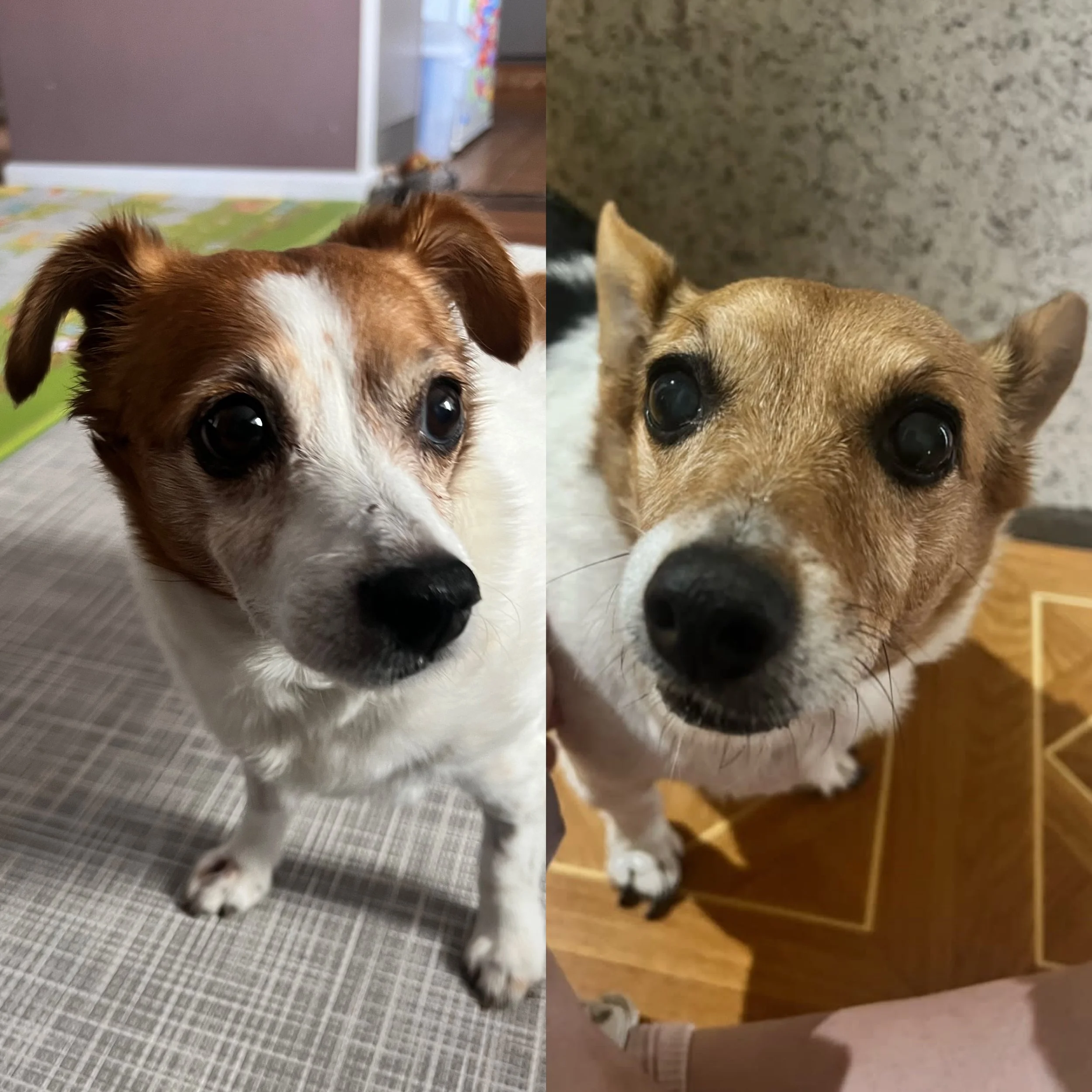 Silky and Shadow.JPG