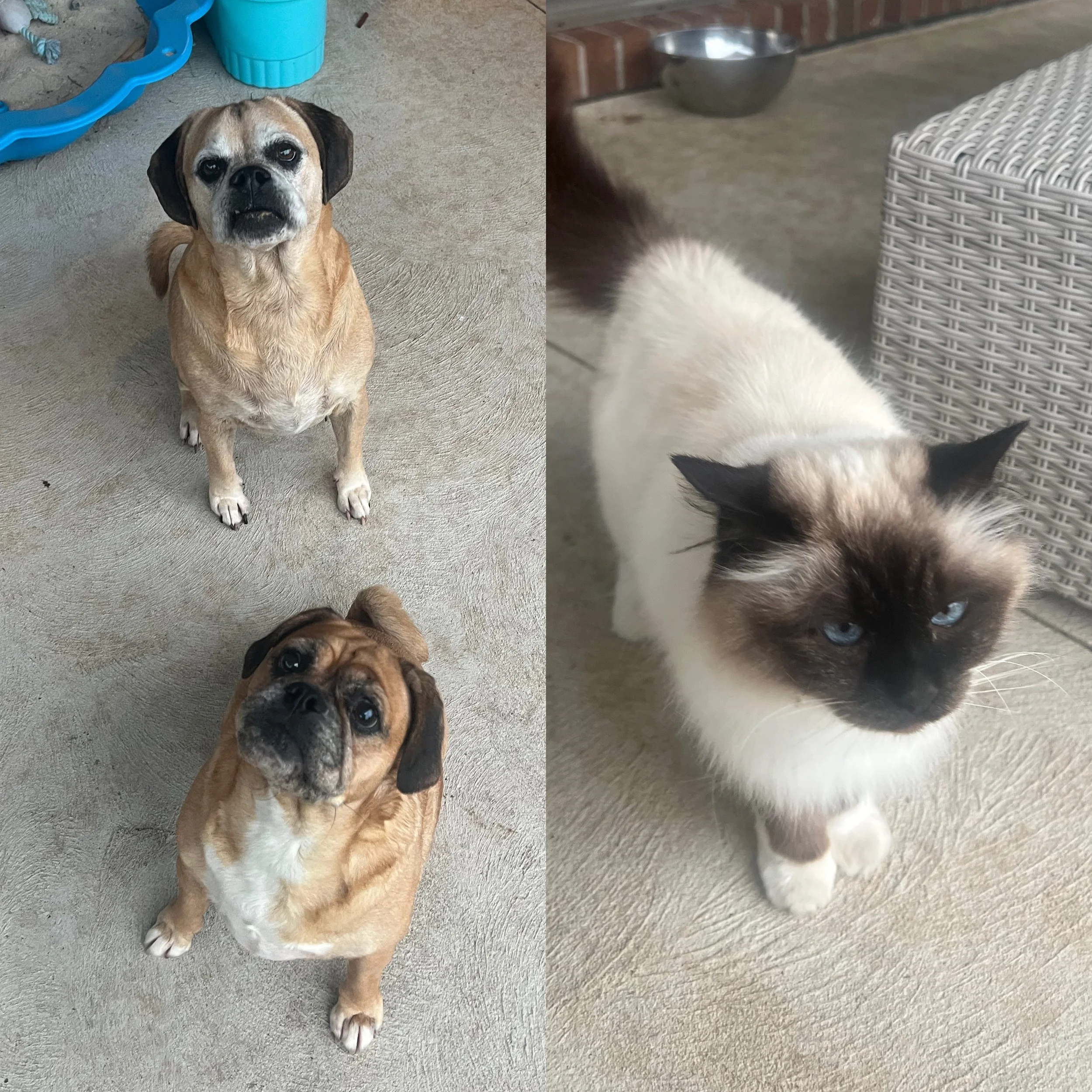Harvey, Lilly and Pheobe.JPG