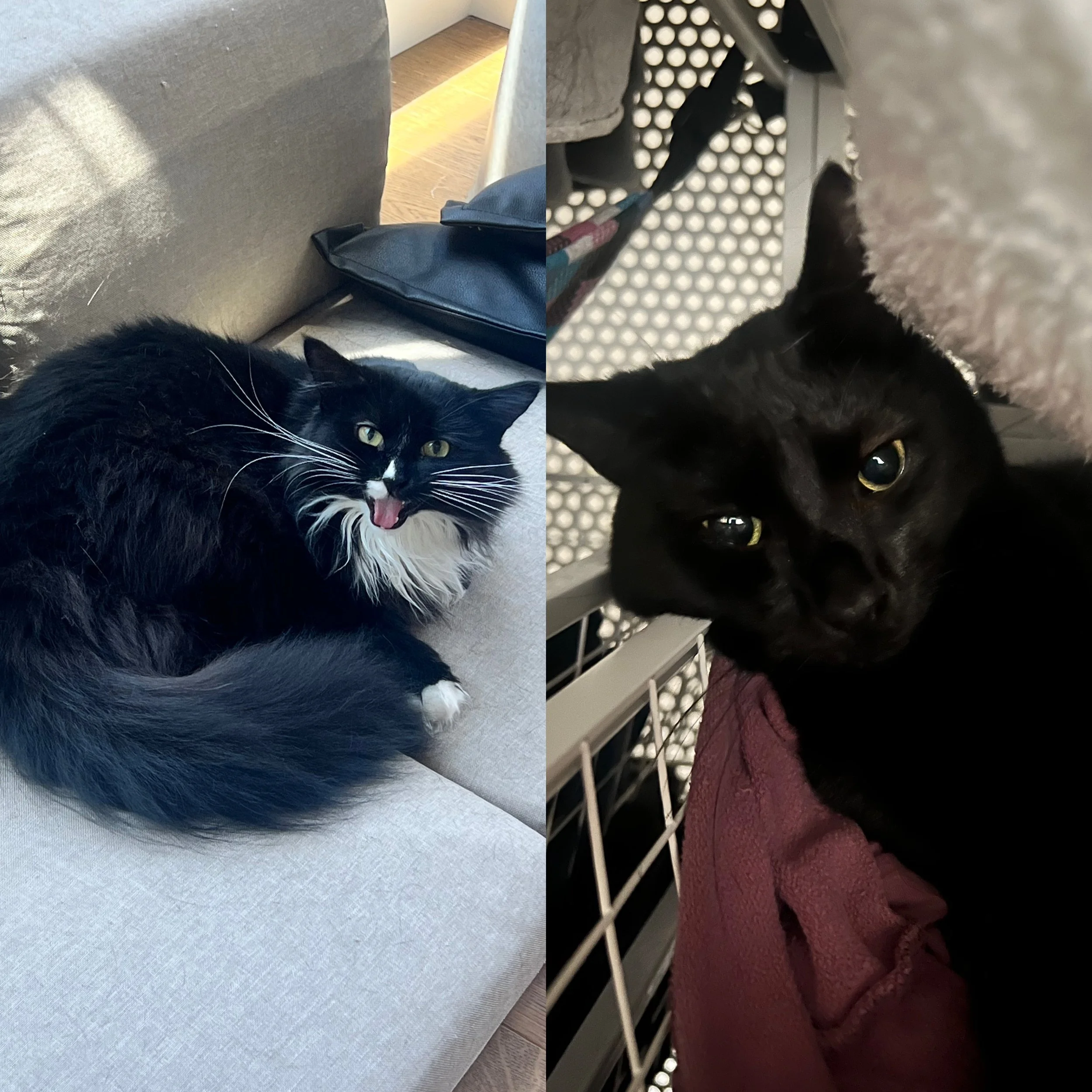 Domino and Silky.JPG