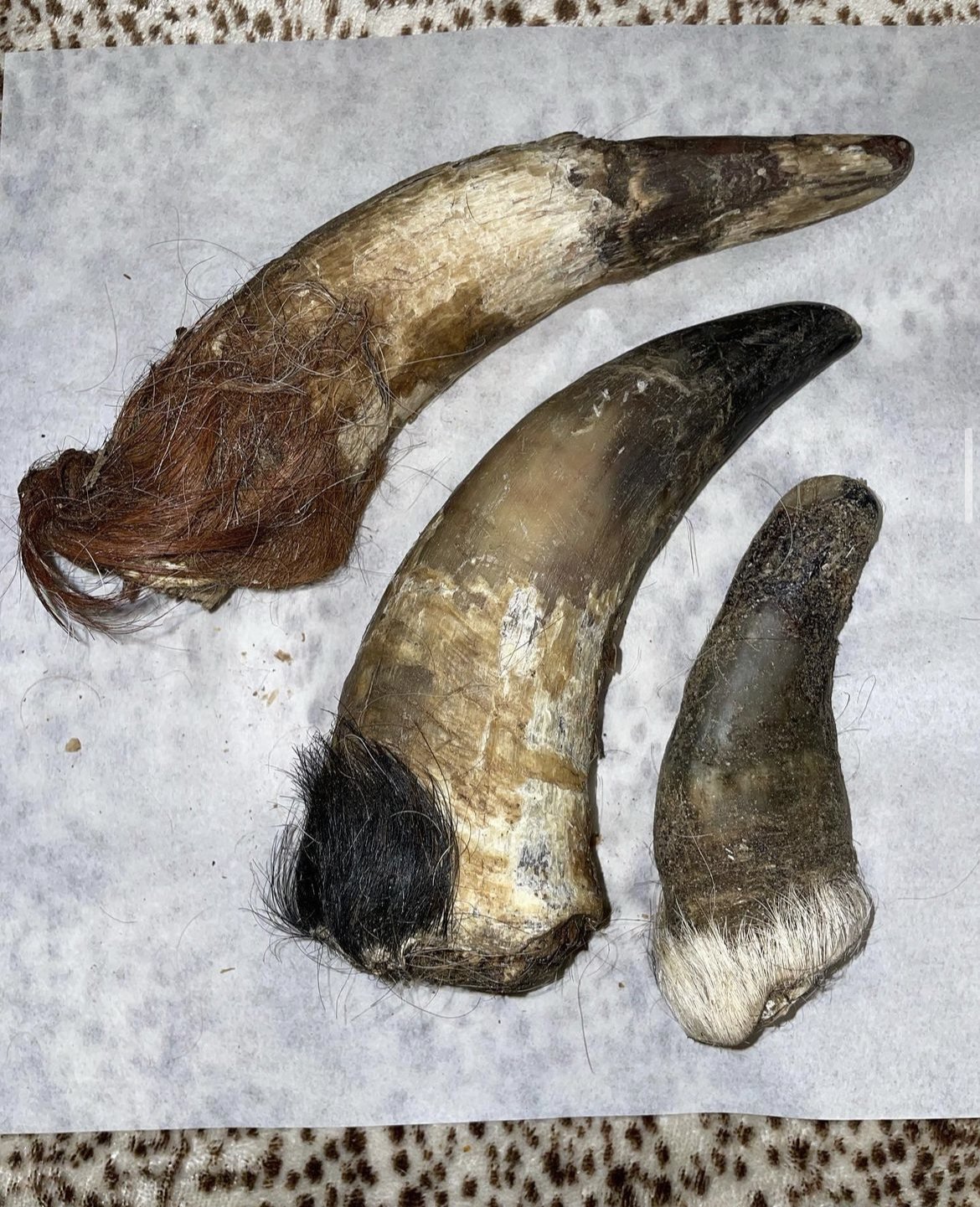BULL HORN