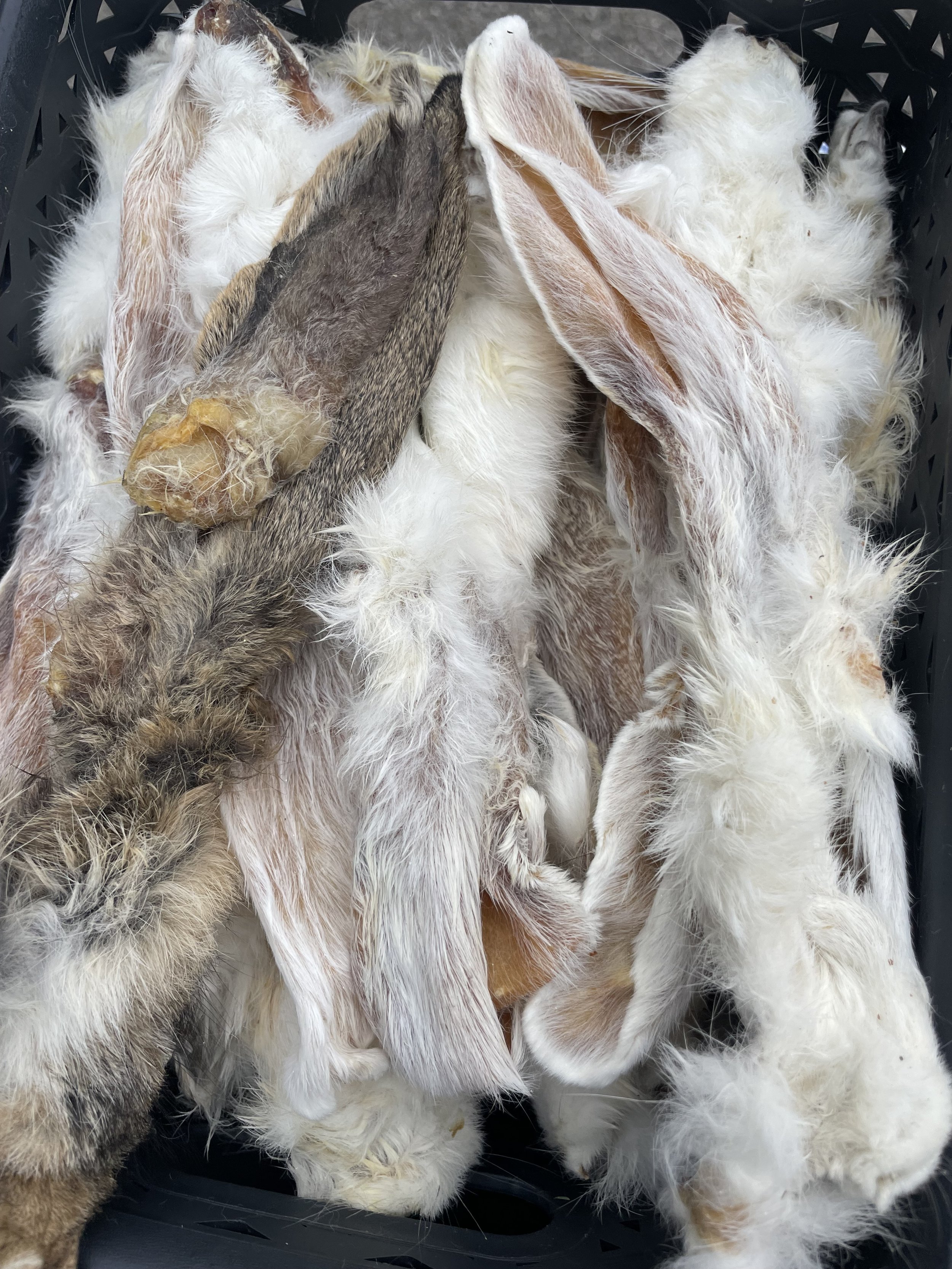 RABBIT EARS