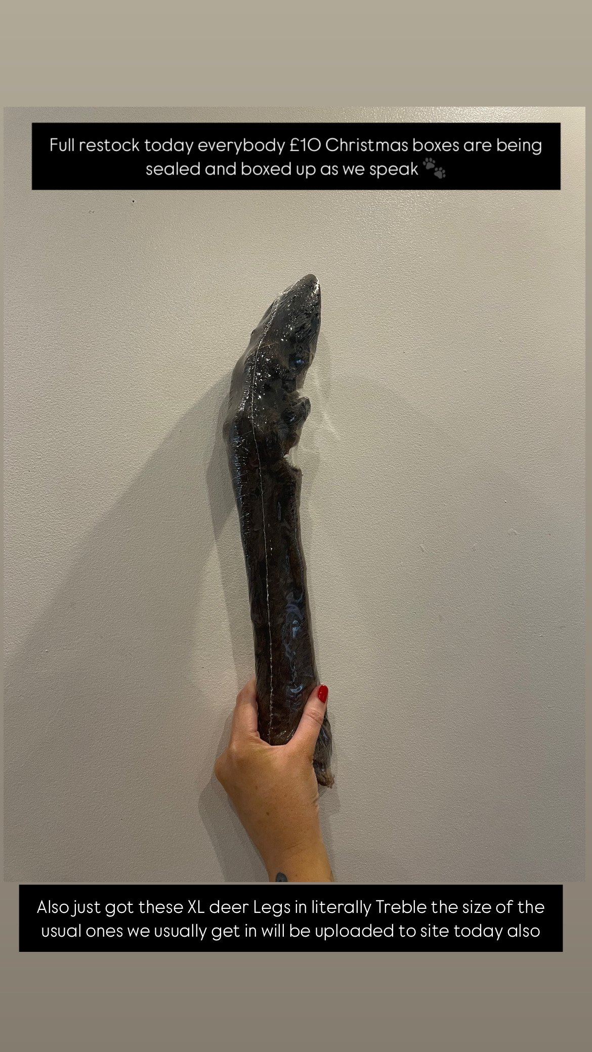 XL DEER LEG
