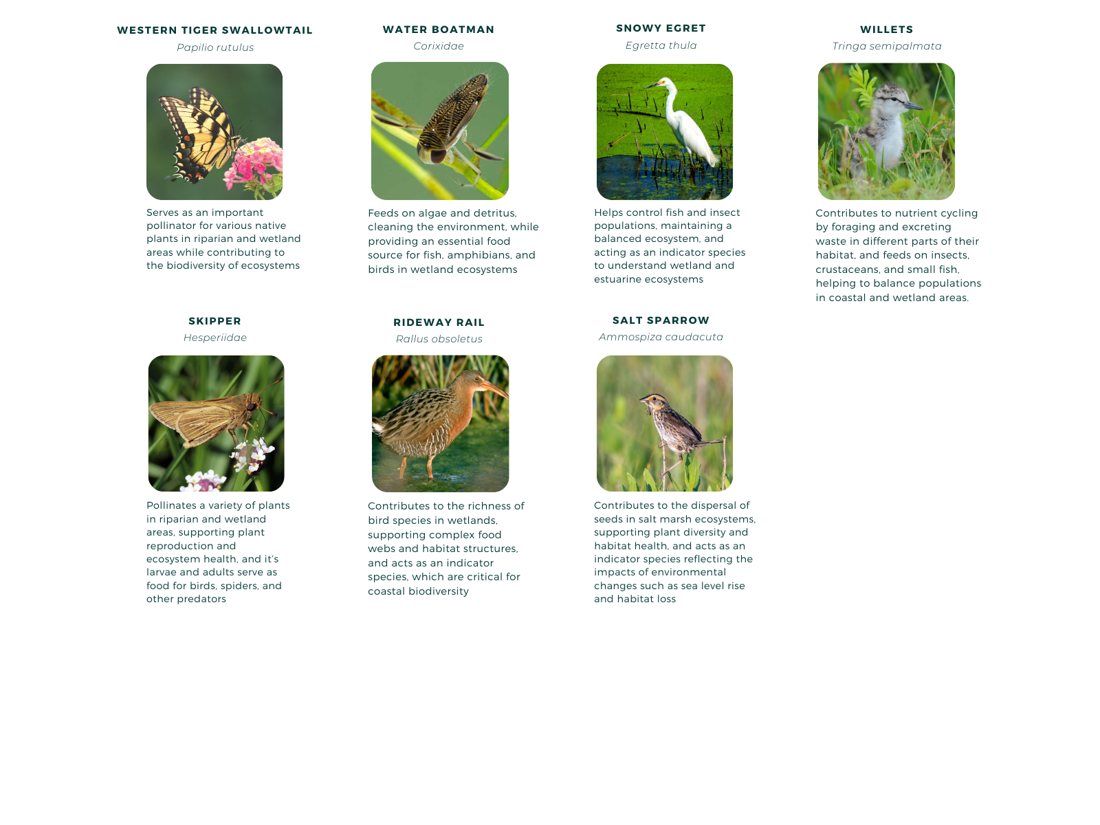 Fauna - above ground - description.png