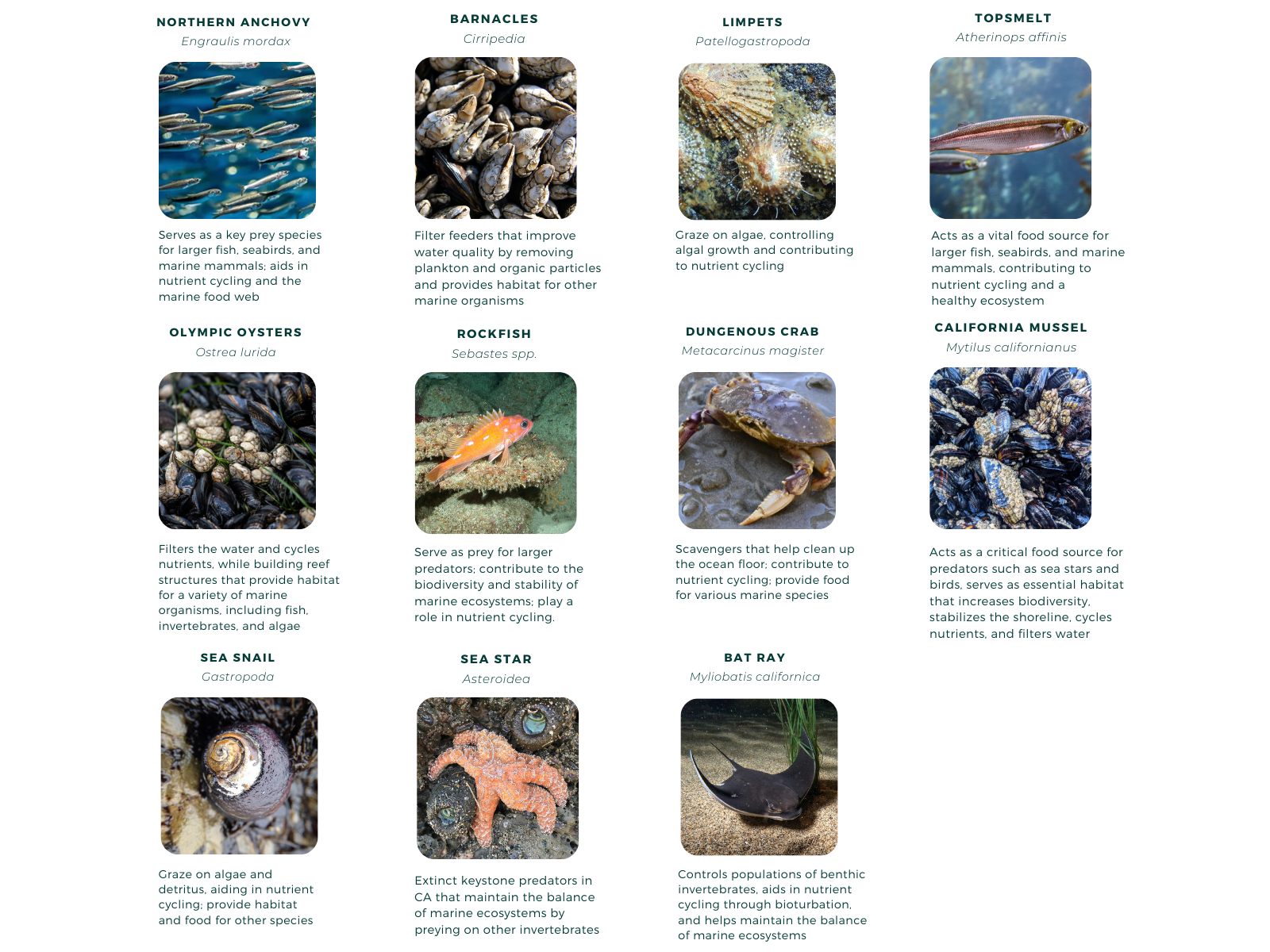 Fauna - below water - description.png