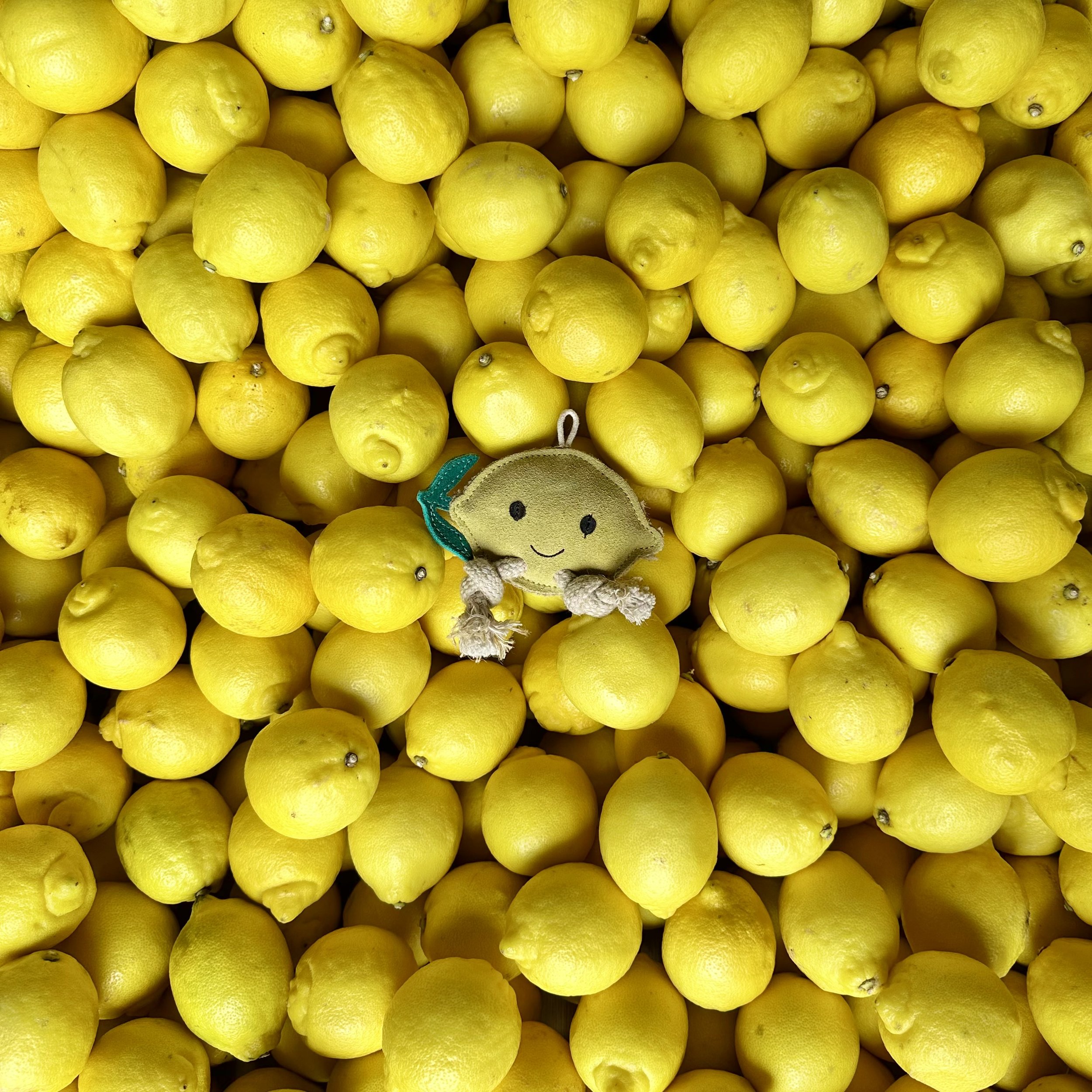 Libby the Lemon